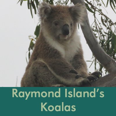 Raymond Island.jpg
