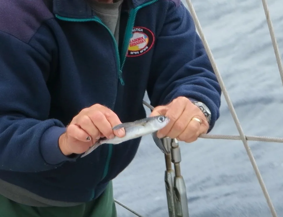 Tall Tales of Flying Fish 