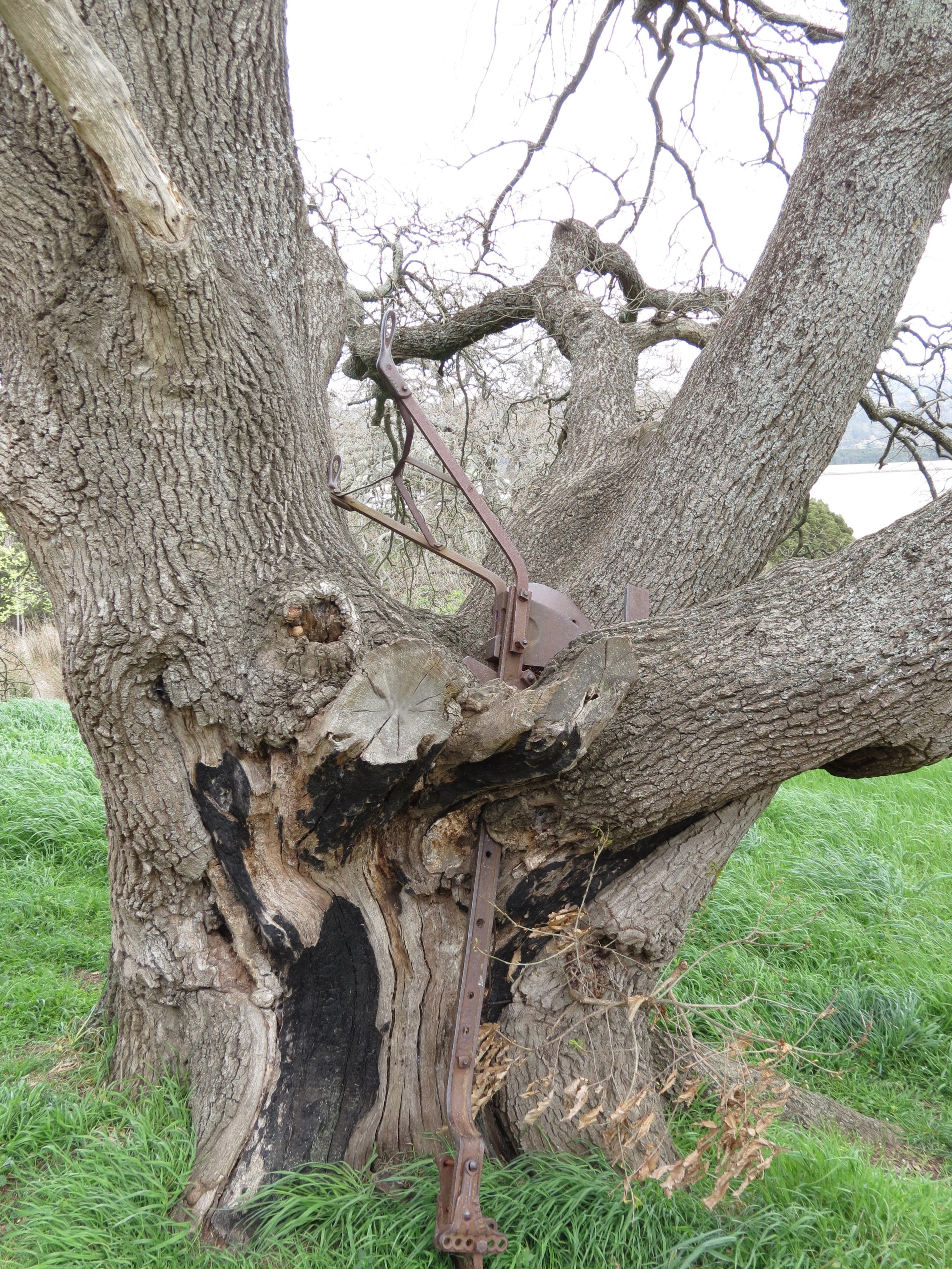 Plow embedded in an oak tree