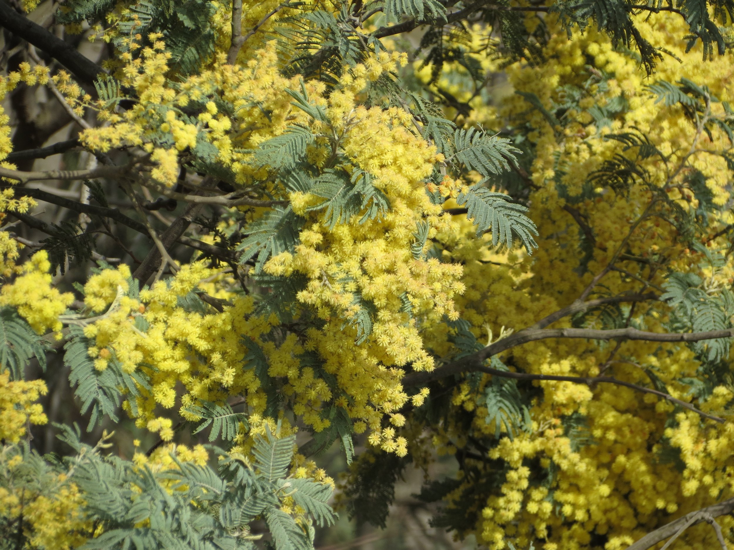 Australia's national tree: yellow wattle