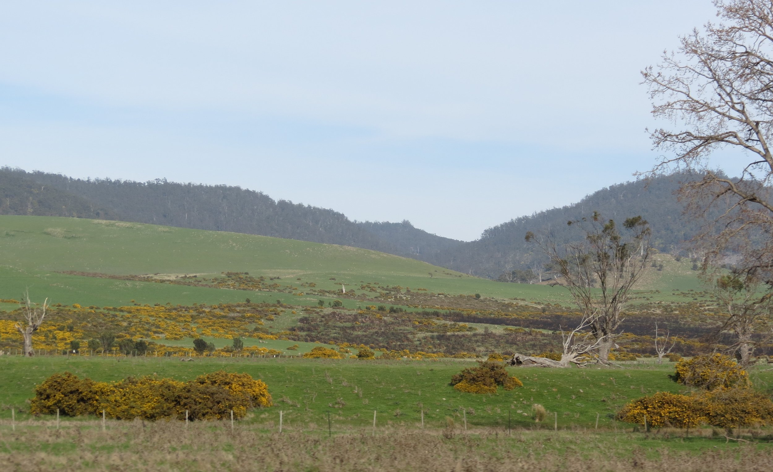 Tasmania's countryside is much like my native New England