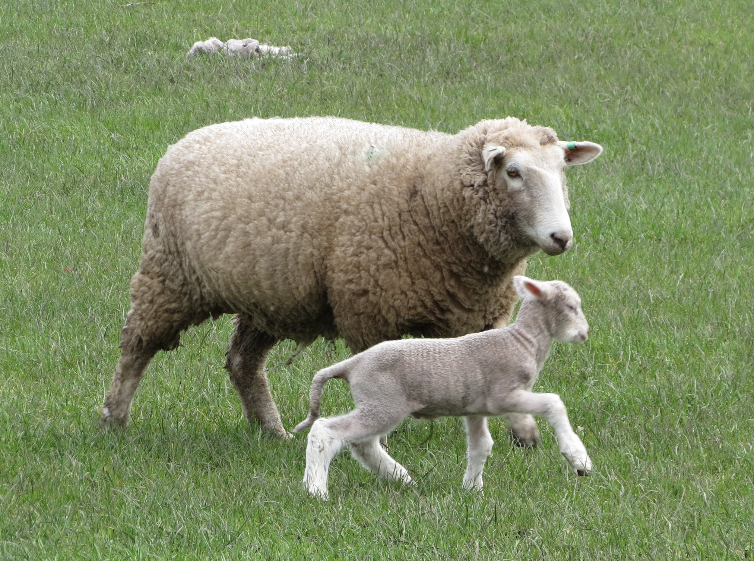 Spring lambs stay close to mum.