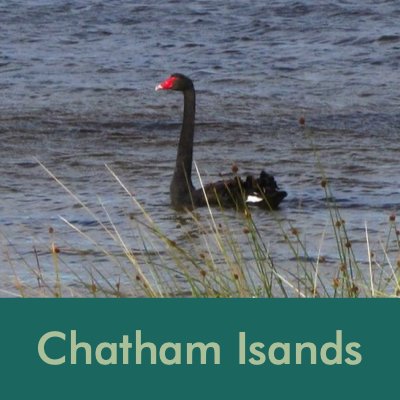 Chatham Islands.jpg