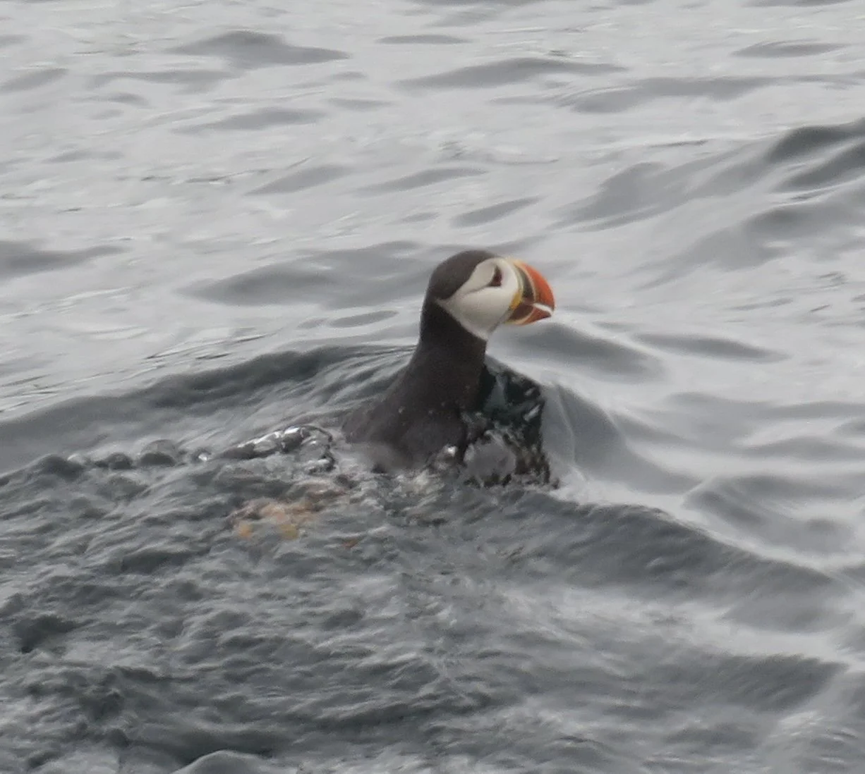 In Search of Puffins - Witless Bay, Newfoundland