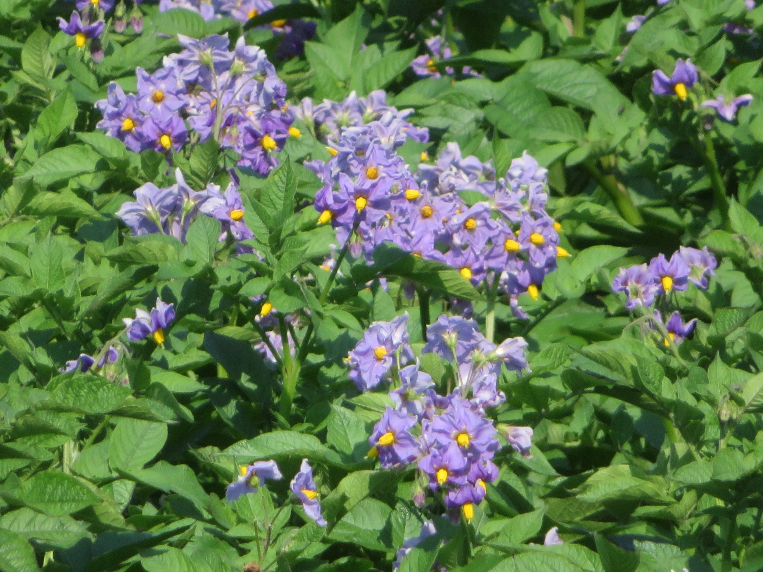 Purple blossoms were the prettiest.