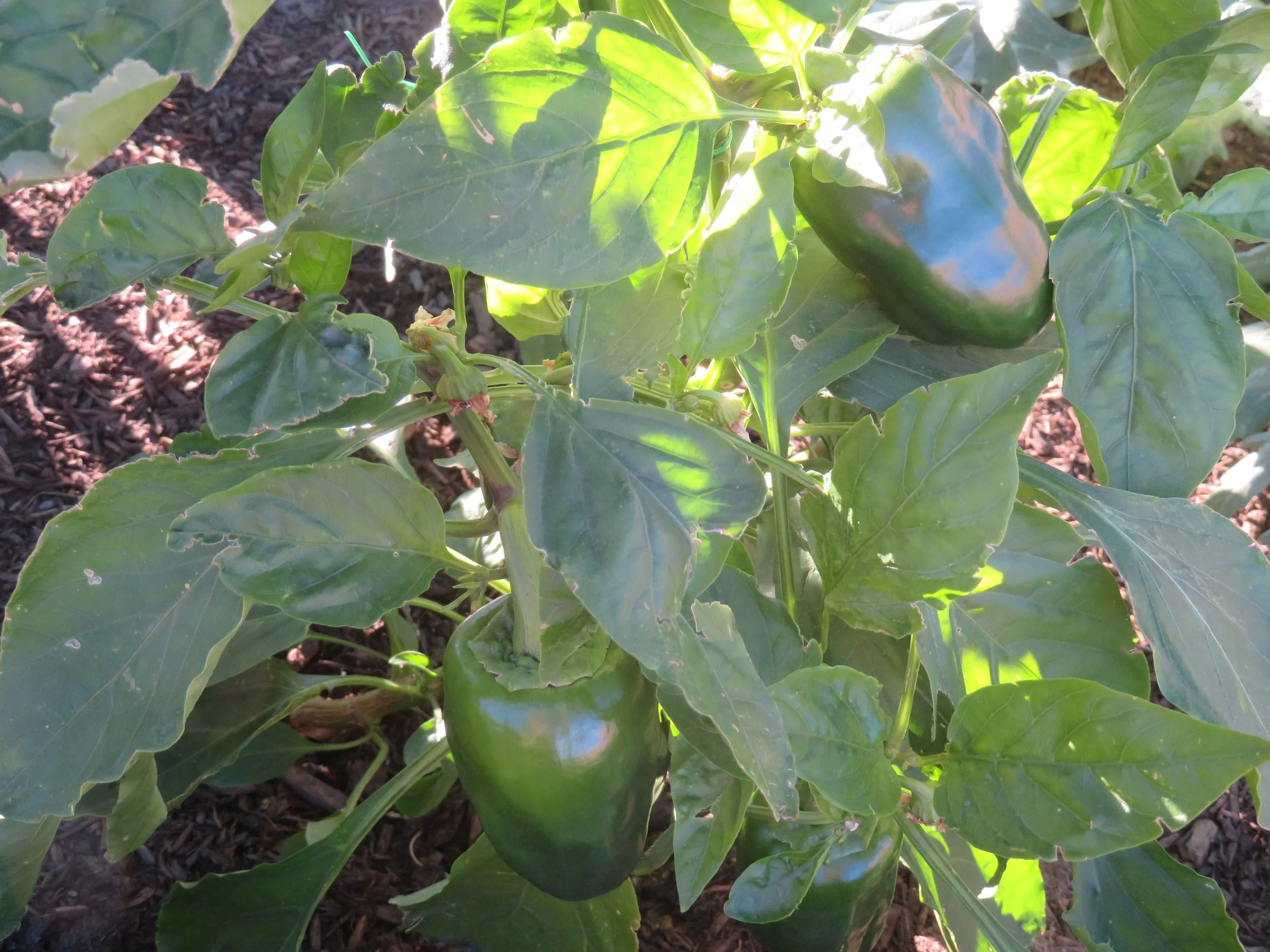 Winter Gardening in the Desert