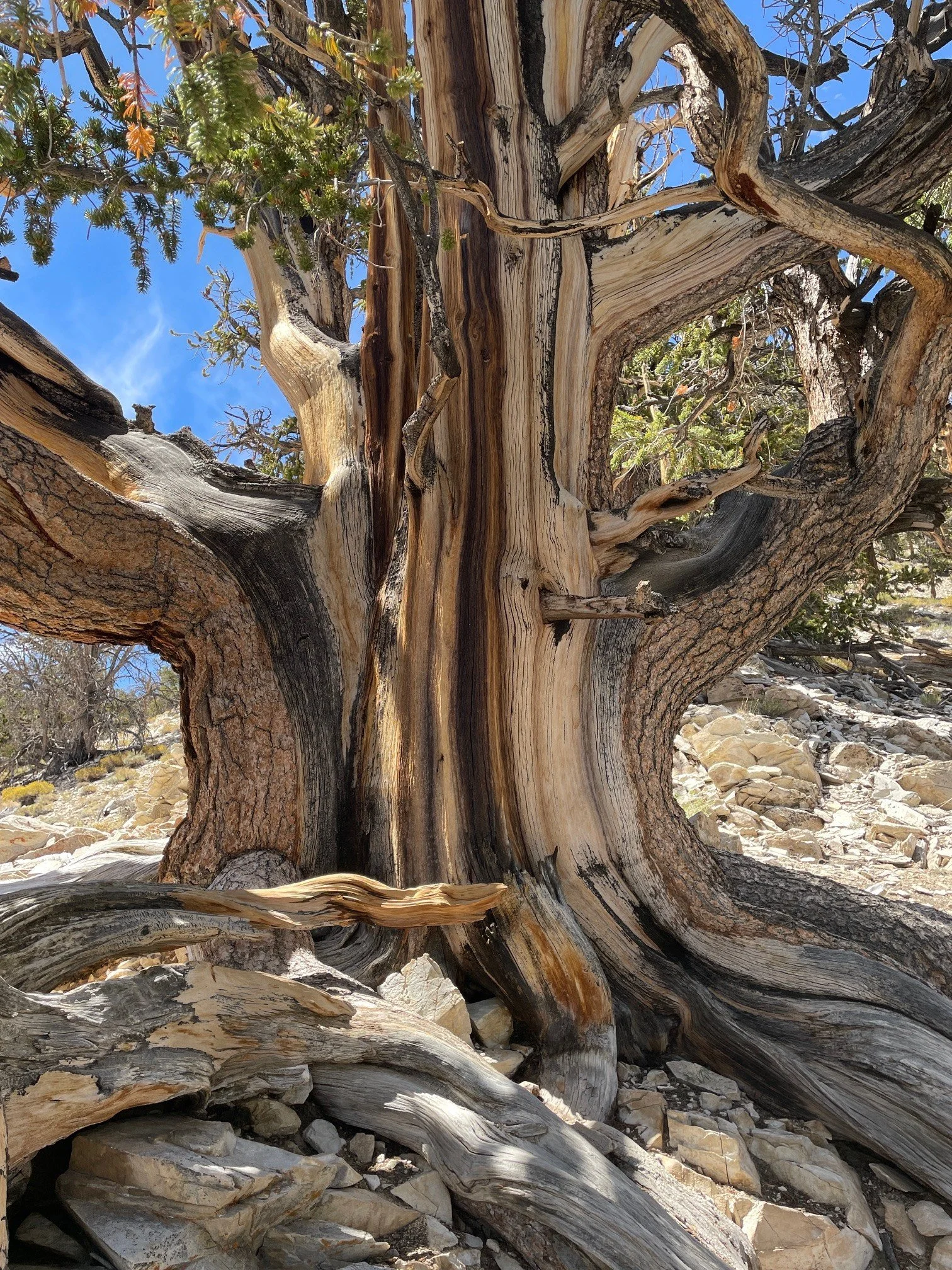  Walking in the Ancient Bristlecone Pine Forest 