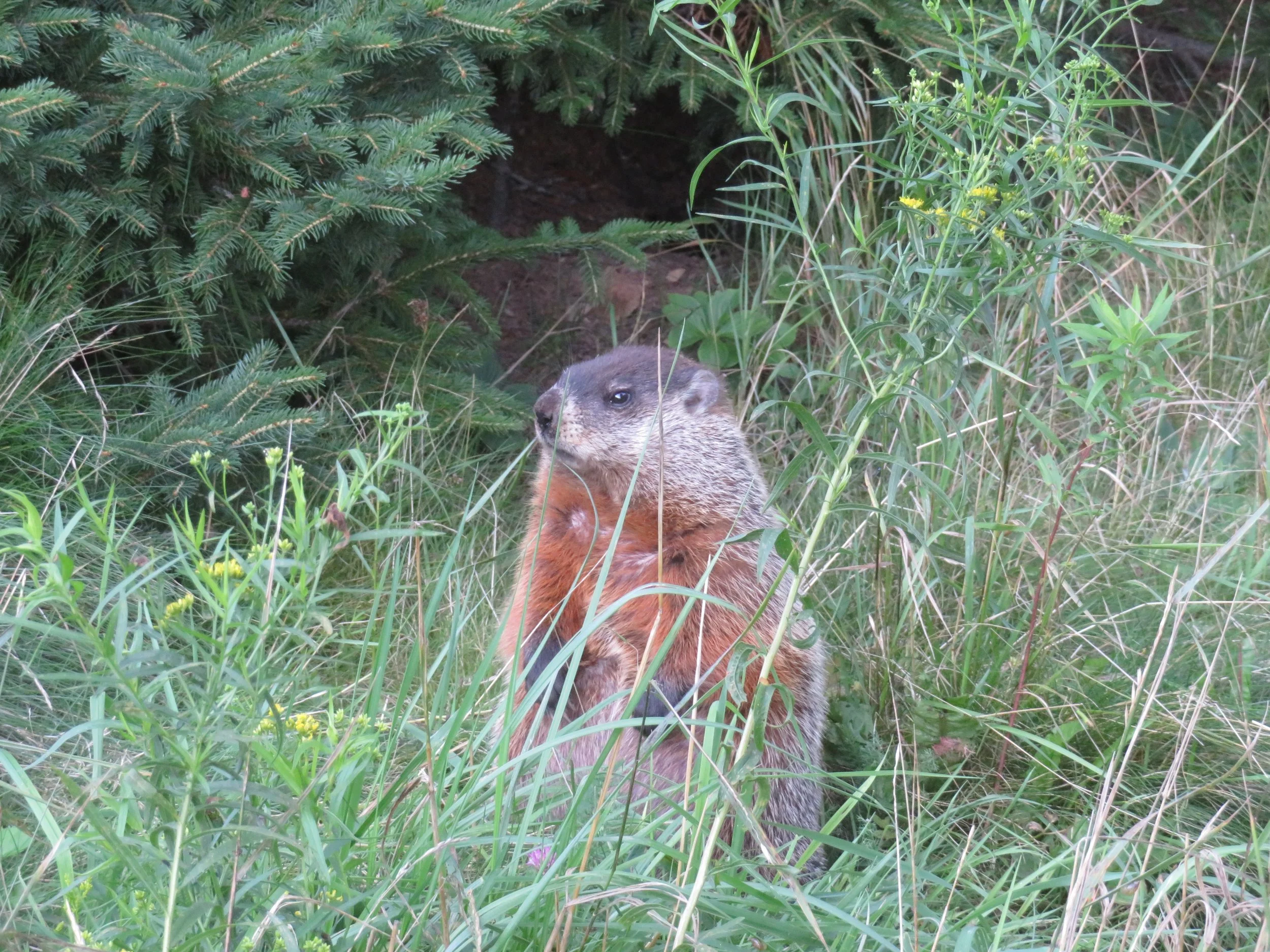  Celebrating Rodents – Happy Groundhog Day