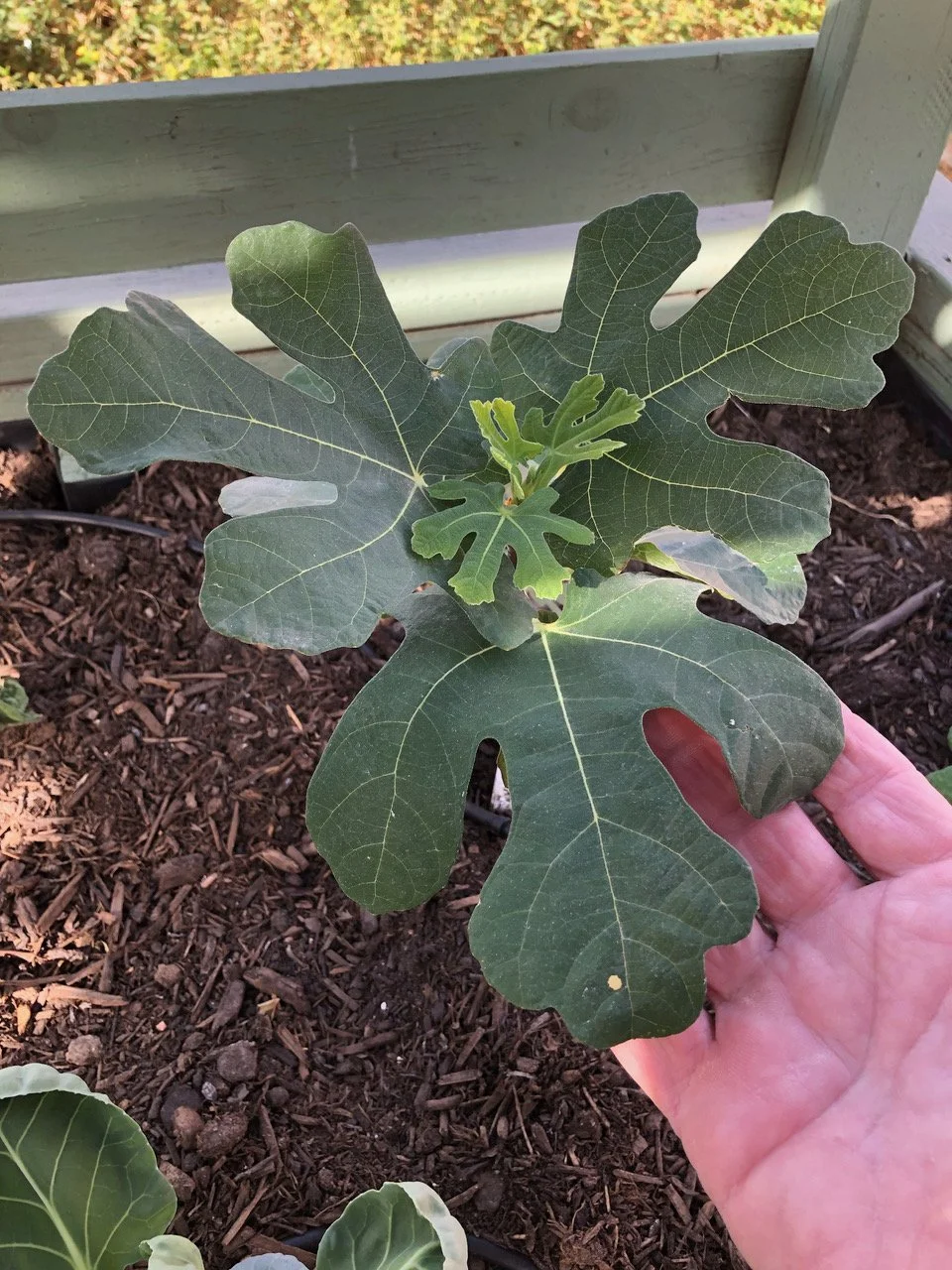 Figgy DooLittle: From Albuquerque Aristocrat to Vegas Diva