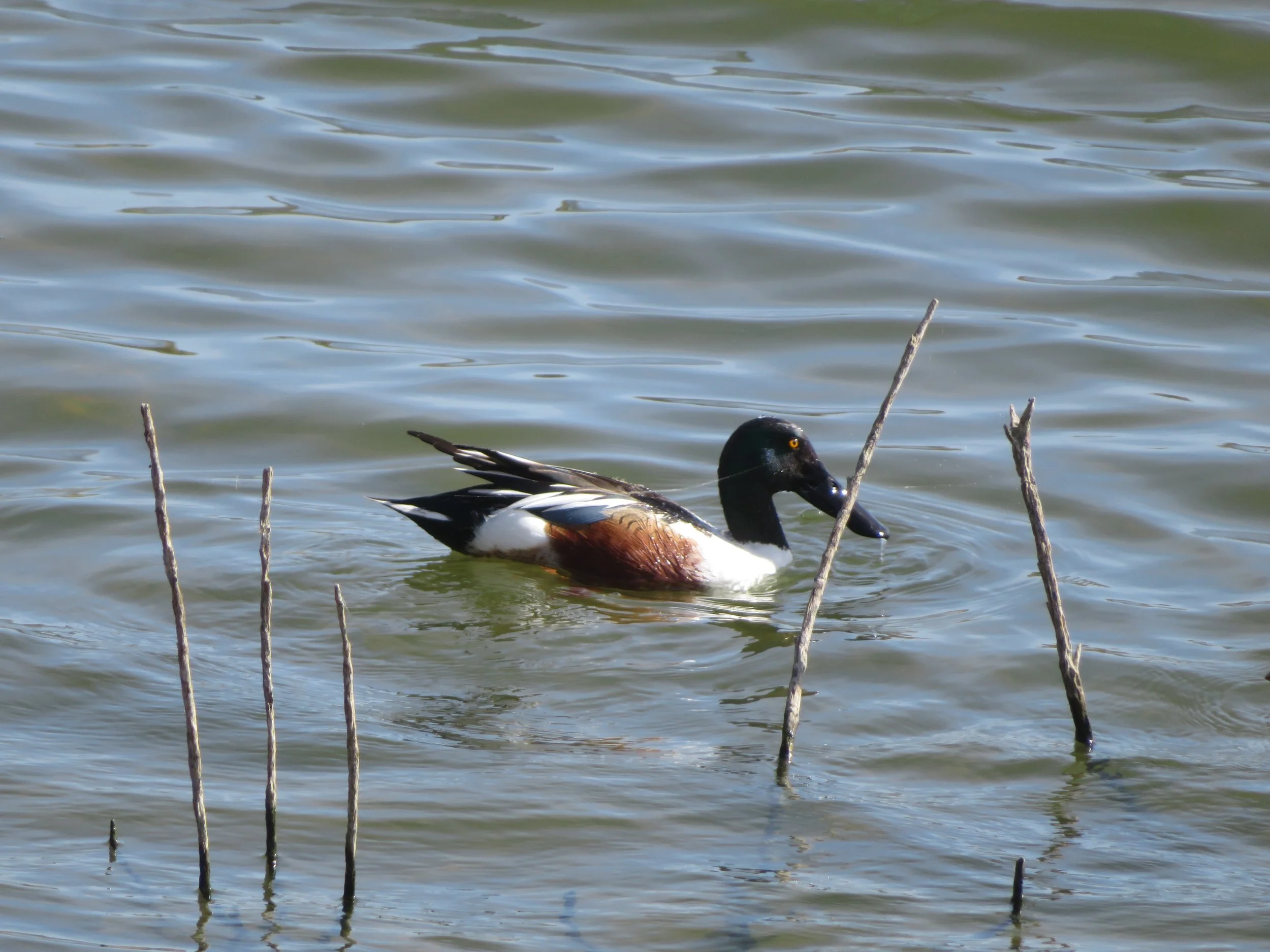 Northern shoveler