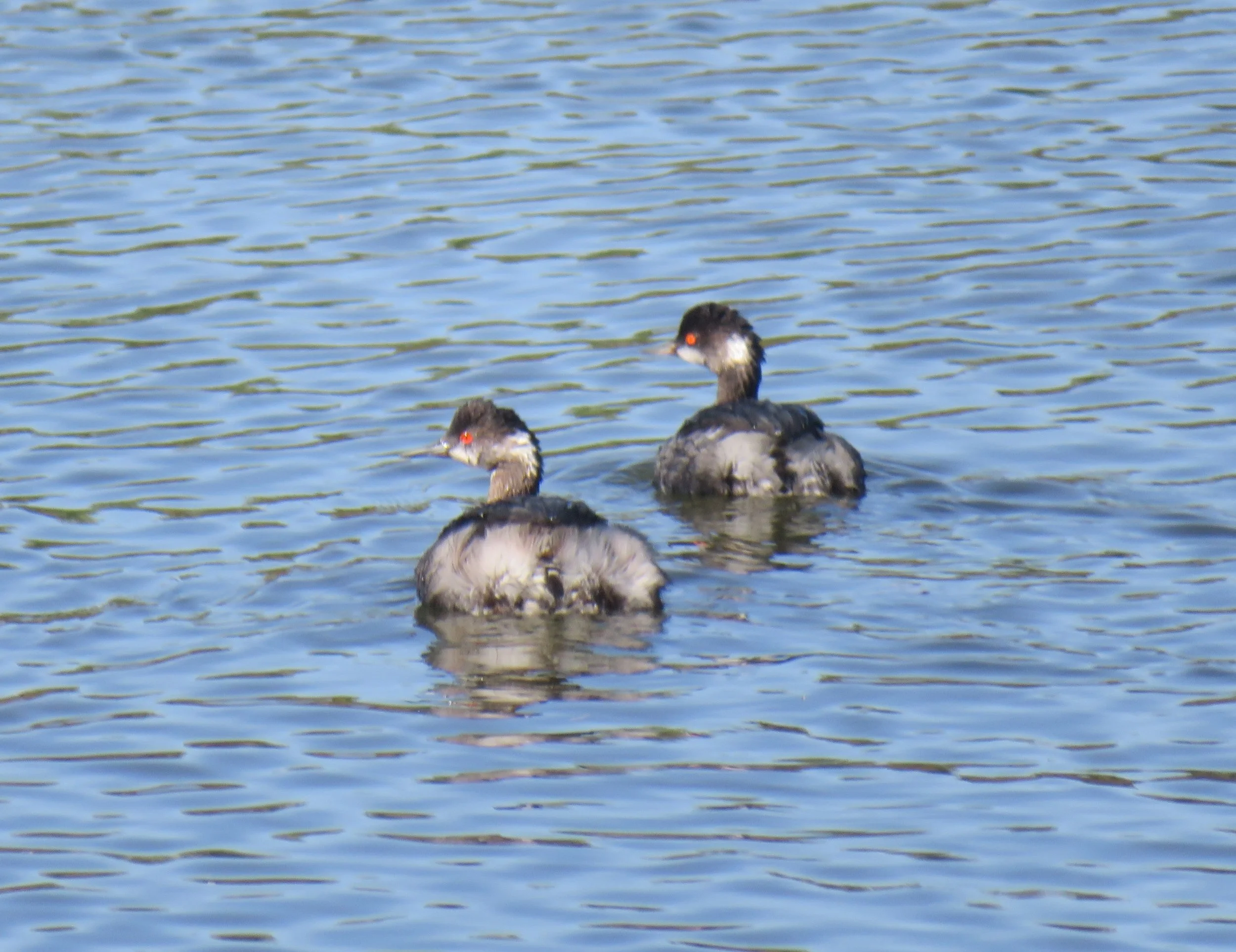 Eared grebes
