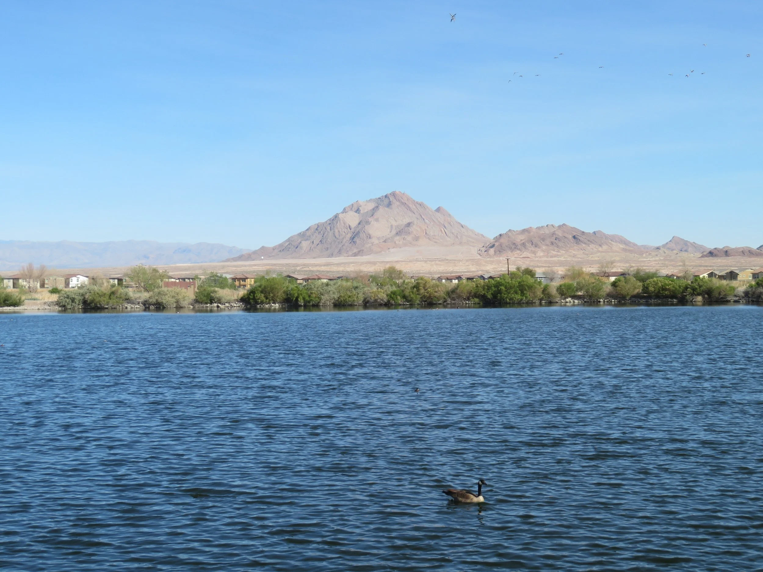 Frenchman Mountain with Canada goose in foreground