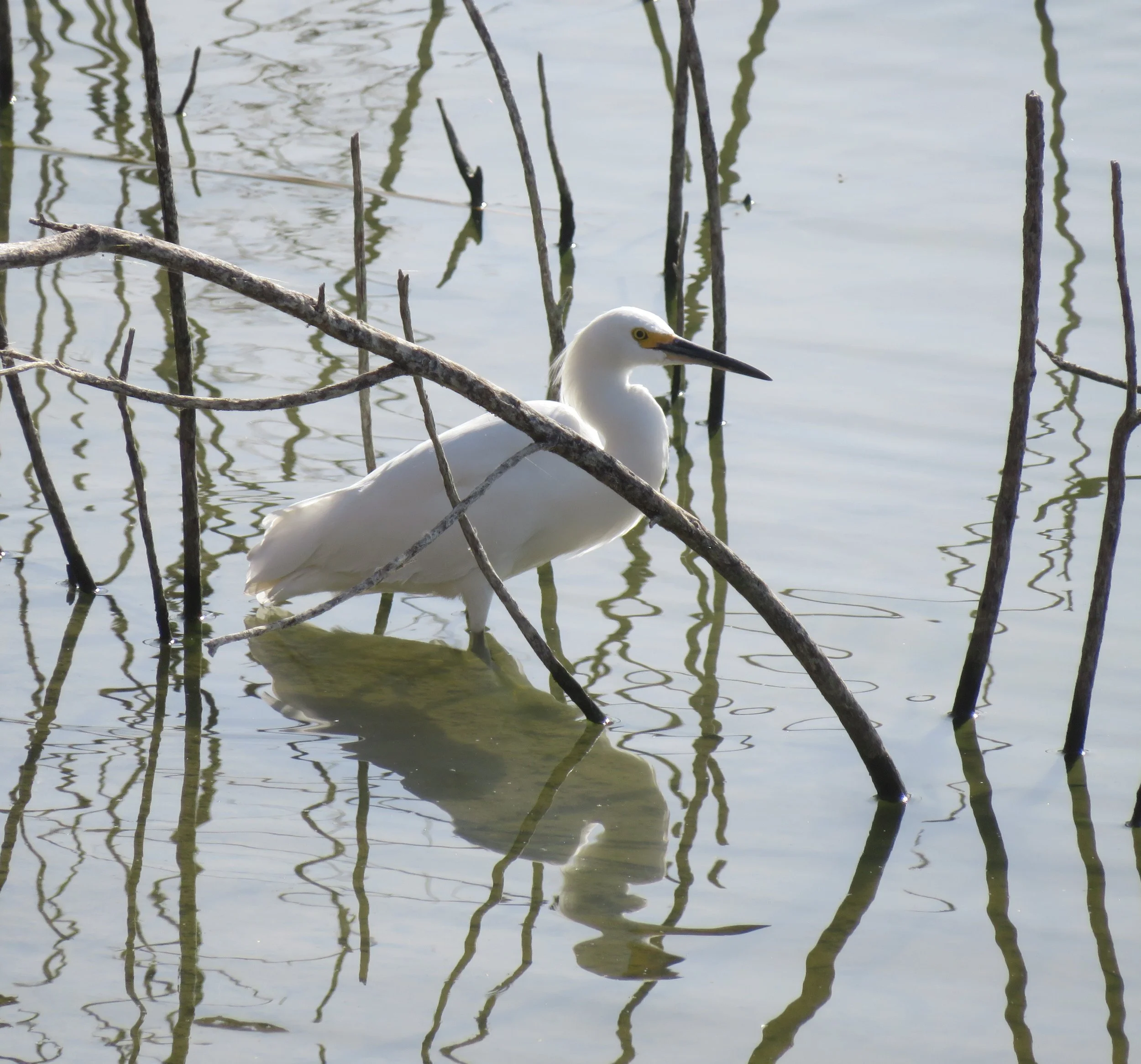A Walk at the Henderson Bird Viewing Preserve