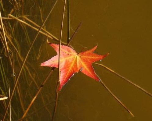  Hello,  Autumn!