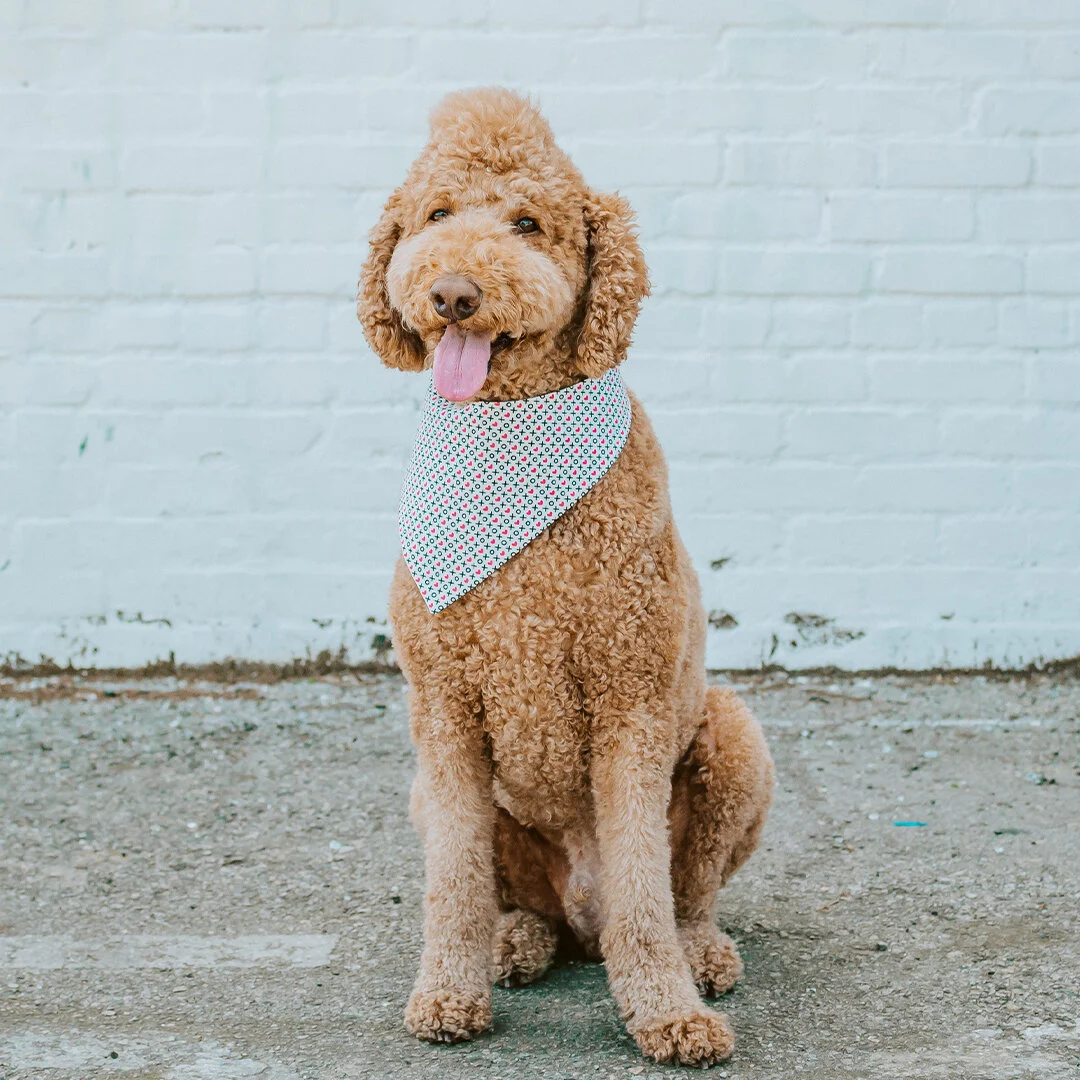 Moca in our Cupid Bandana!