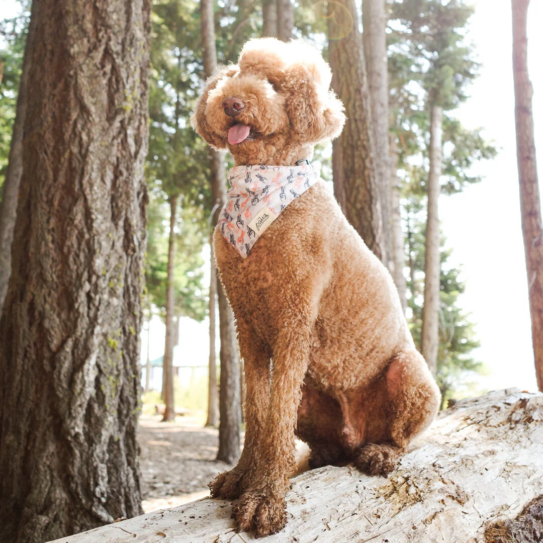 Summertime shoot in Klamath County, OR 