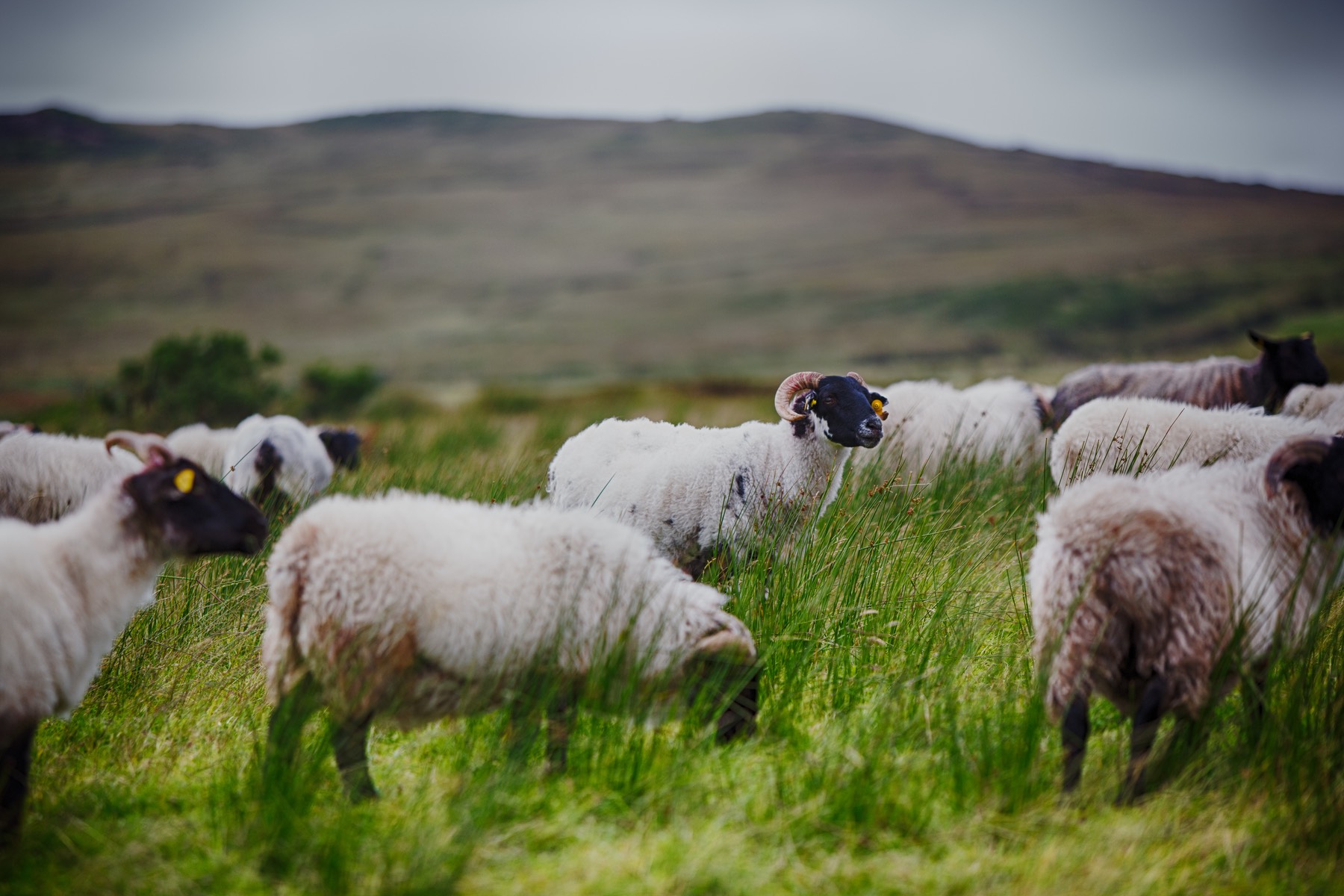 Connemara_RRP48.jpg