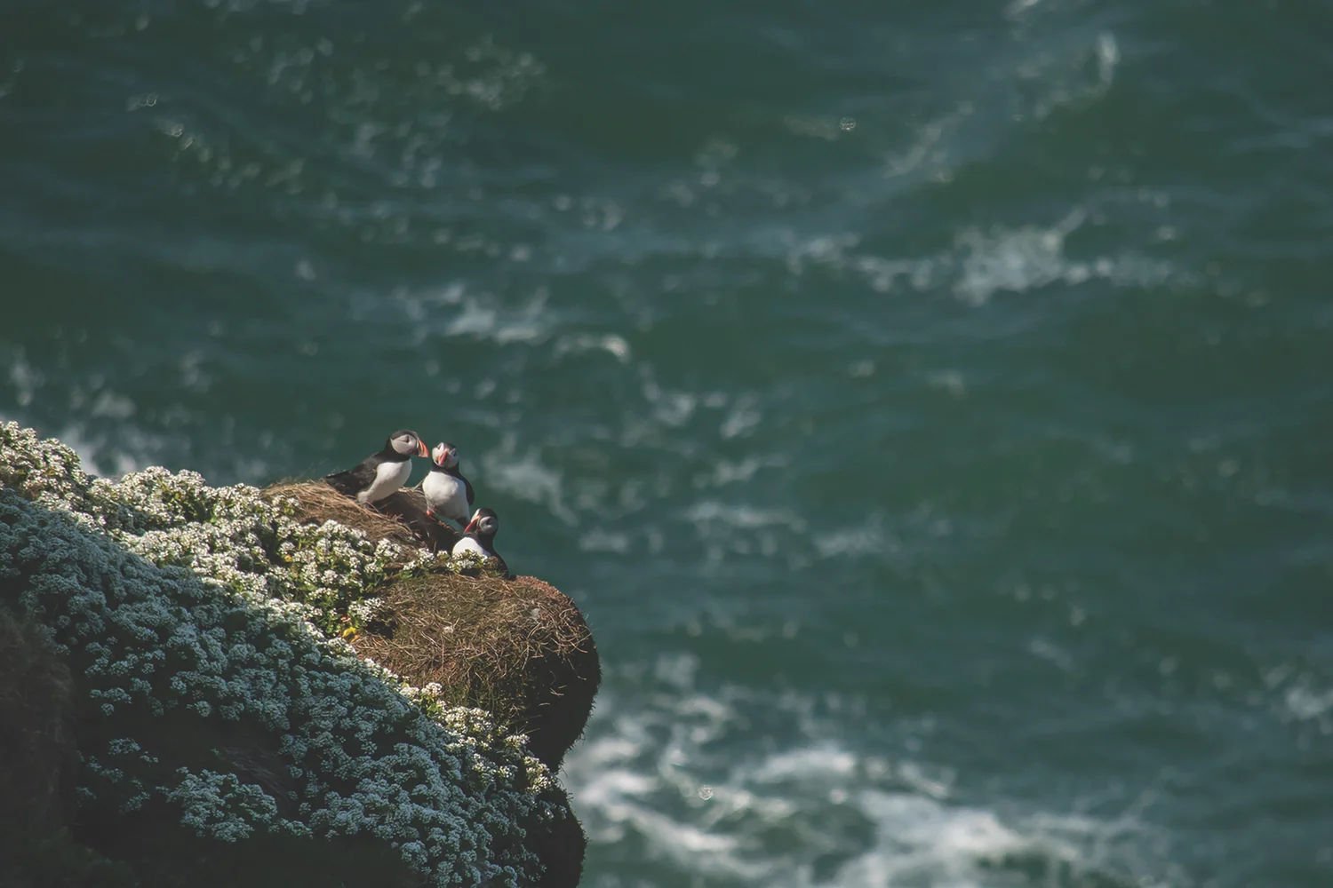  Puffins can be seen on their Inishturk nesting ground from April to the end of July; Photo by Mark Furniss Photography 
