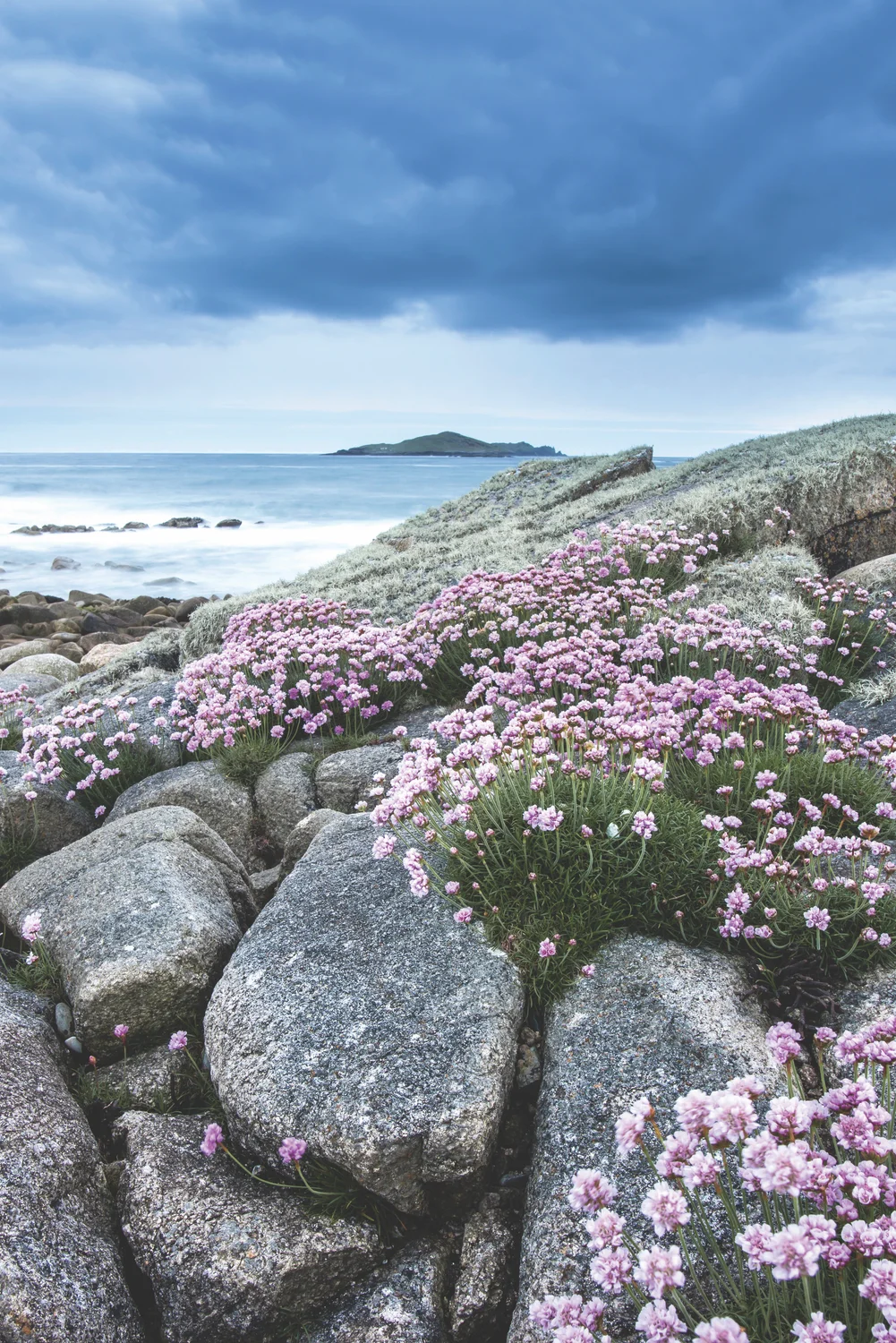  The tidal island of Omey while the sea thrift was in full bloom; Photo by Mark Furniss Photography 