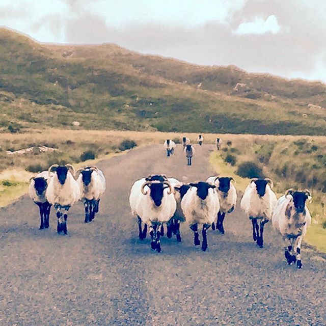 You never know who you might meet in #Connemara! 🐏🐑 #Repost @allworldjourneys
・・・
Here come the sheep! 🐑 beautiful #connemara #ireland