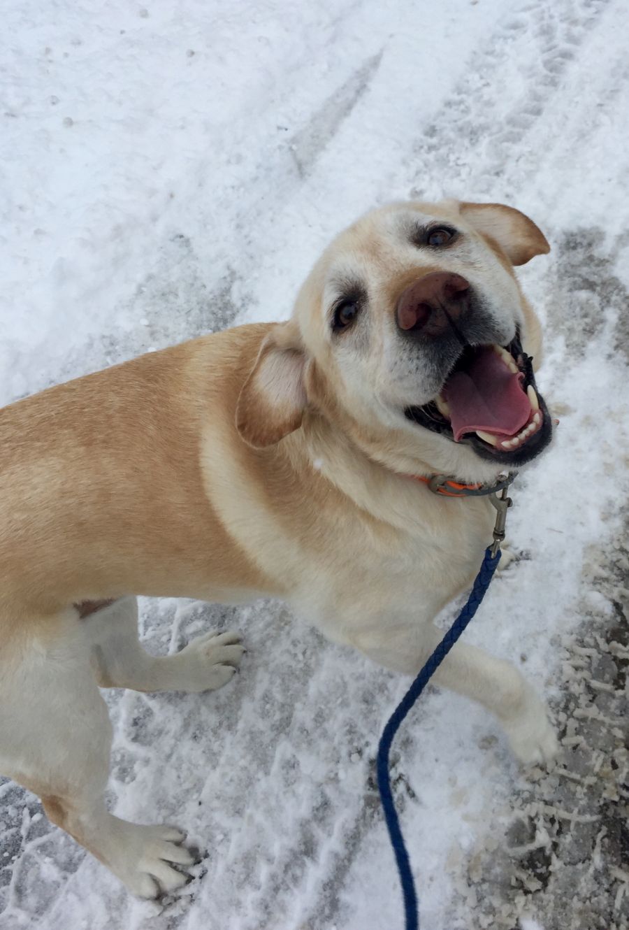 "Hi! Alix and her crew at Homeward Bound are amazing! We have been using them for a long time (3years?) and they provide us piece of mind. We don't have to rush home to let our yellow lab, Buckley, out or worry about getting him exercise on those busy work and errand days. They are accommodating with schedule changes and we love the online journal with photos they send! Thank you Homeward Bound Team!!" - JILLIAN NICKERSON