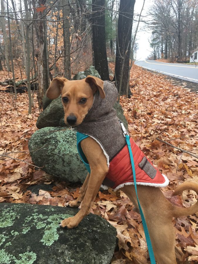 "My dog Witty is loving his walks with Alix. Love the ease of scheduling and getting a picture each time Witty goes on his adventures!" -SAMANTHA SAWYER