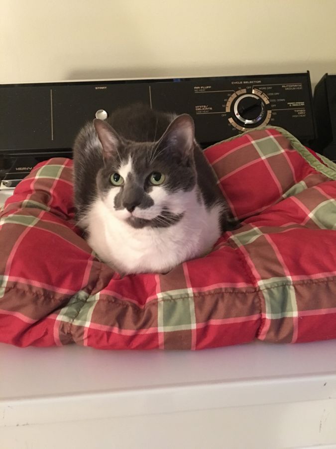 "I am so pleased with their services. Loved the pet care journal with photos of my kitties that I received after each visit. My vacation was worry-free and I was able to completely relax." - PATTI CLIFFORD