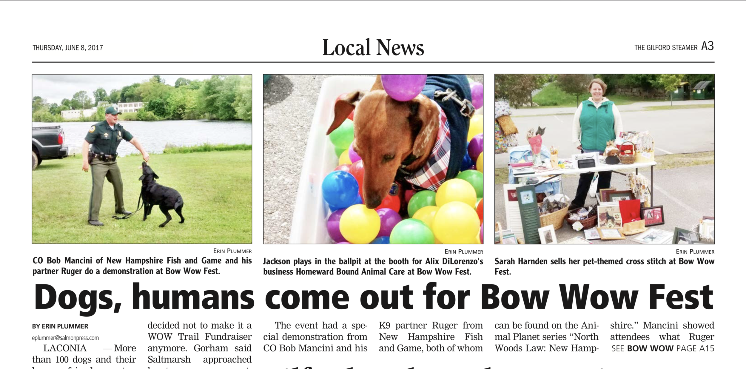 A dog enjoying the ball pit at NH Humane Society's Bow WOW Fest sponsored by Homeward Bound Professional Animal Care, LLC.