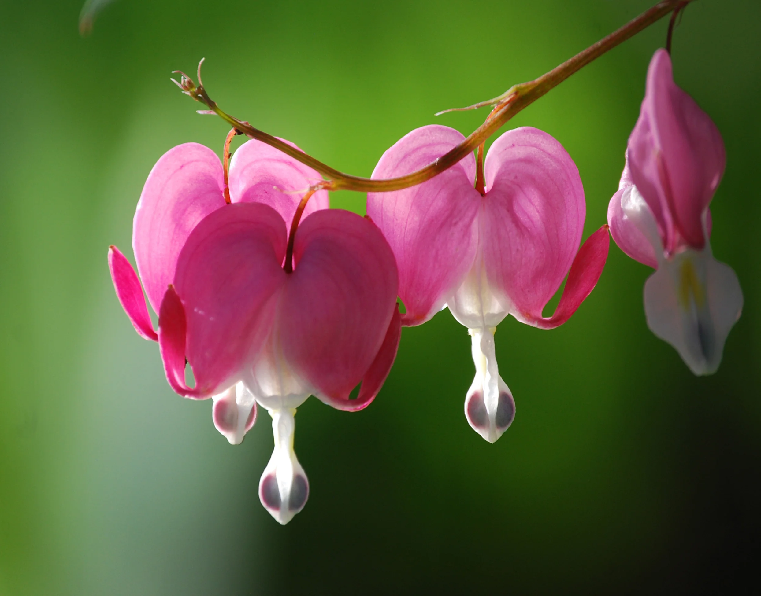 bleeding heart.jpg