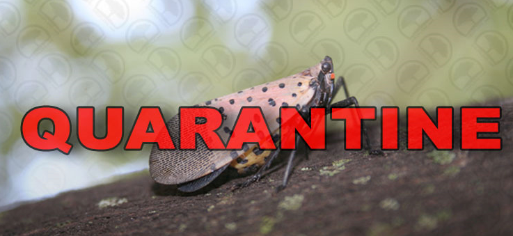 spotted lanternfly.png