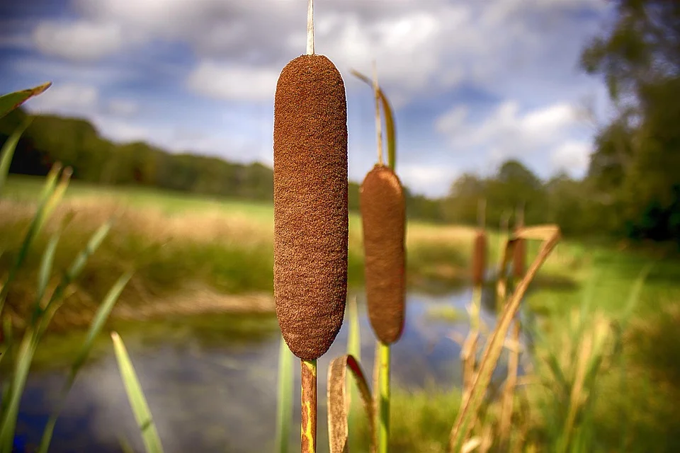 cattail-526000_960_720.jpg