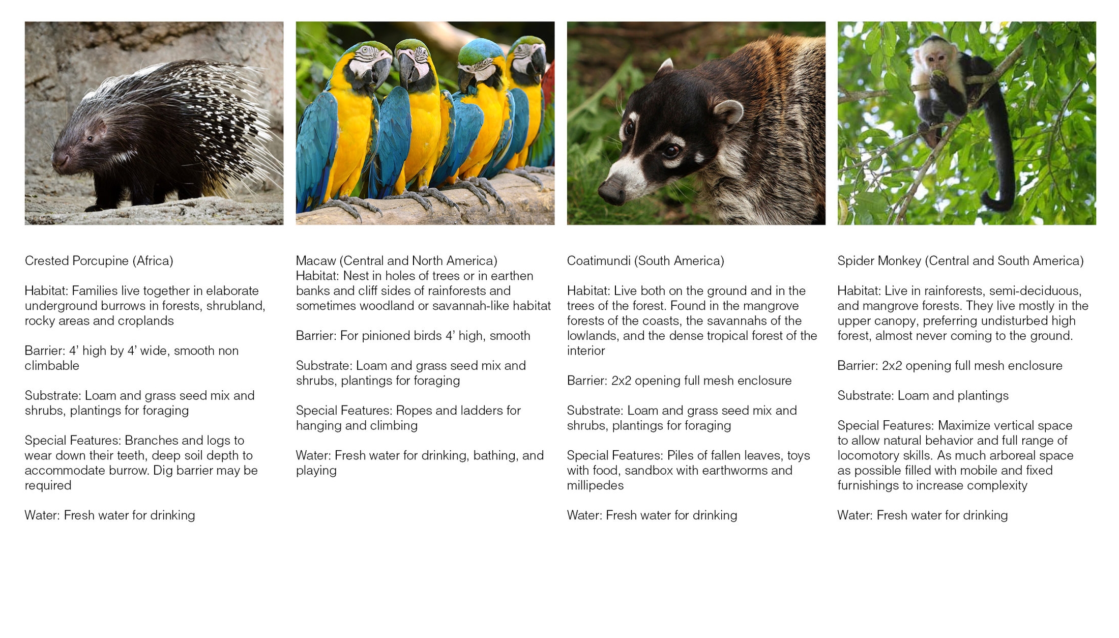 Forest Trail Critters