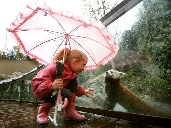 ATrail RPanda at Window.jpg