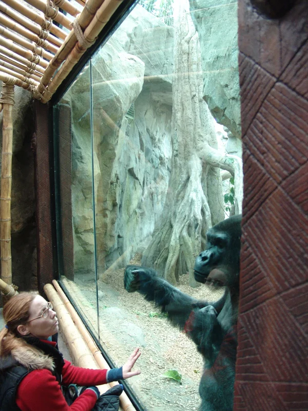 0101 ZNE Gorilla-0965a.jpg