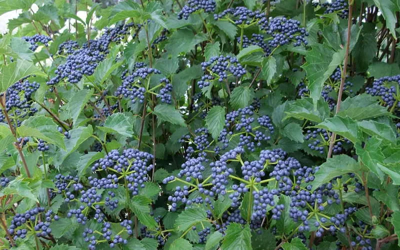 Blue-Muffin-Viburnum-Berries.jpg