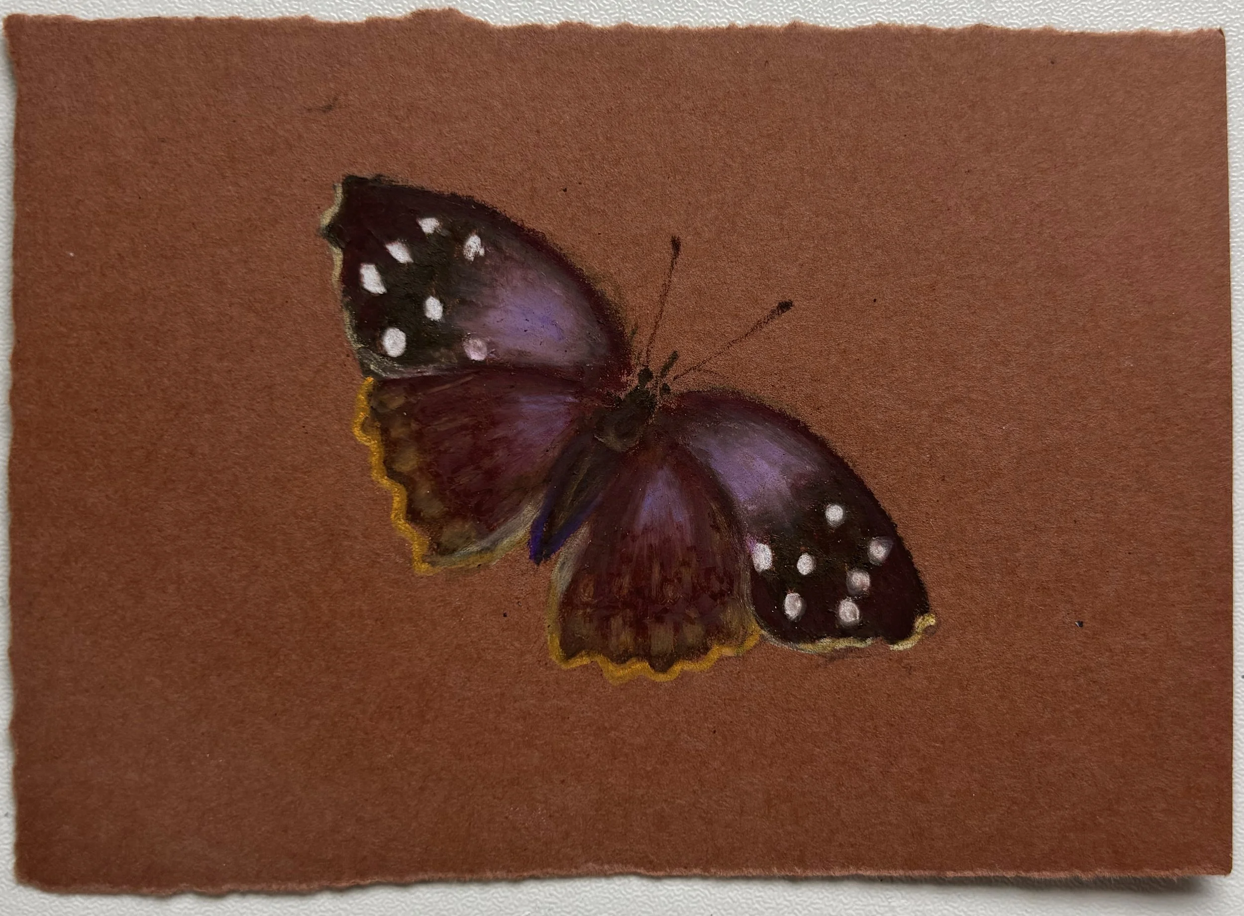 Butterfly Color Study IV, 2025