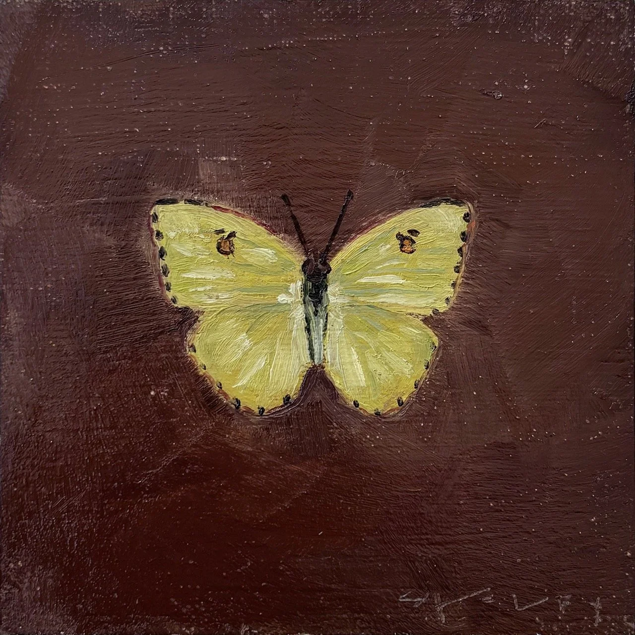Cloudless Sulphur Butterfly, 4x4 Oil on Birch, $300 Large.jpeg