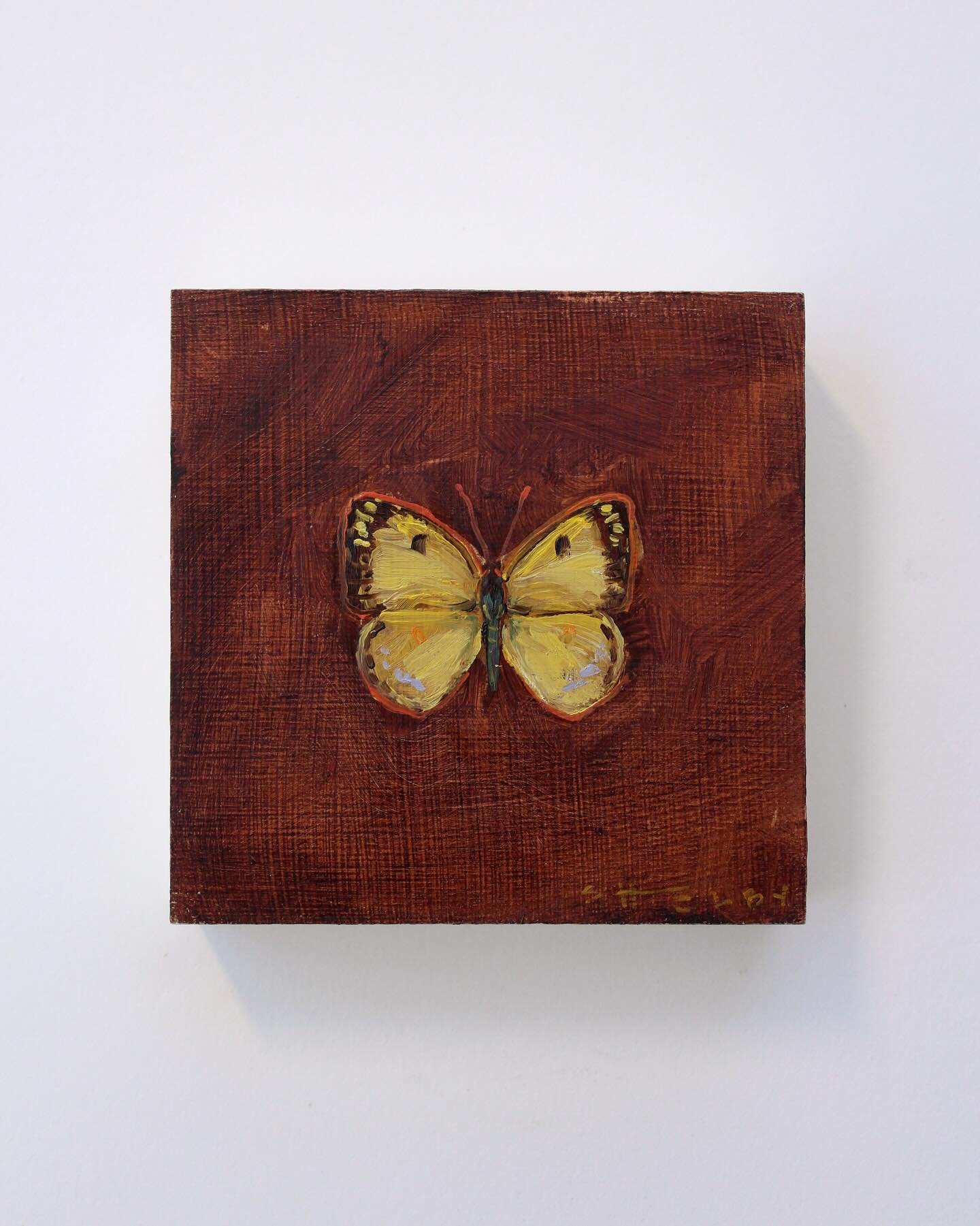 It&rsquo;s the lavender spots for me 😍

Clouded Sulphur headed to @charlestonartistcollective !! Oil on birch, 4&rdquo; x 4&rdquo;

#__shelbyhamilton #shbutterflies
