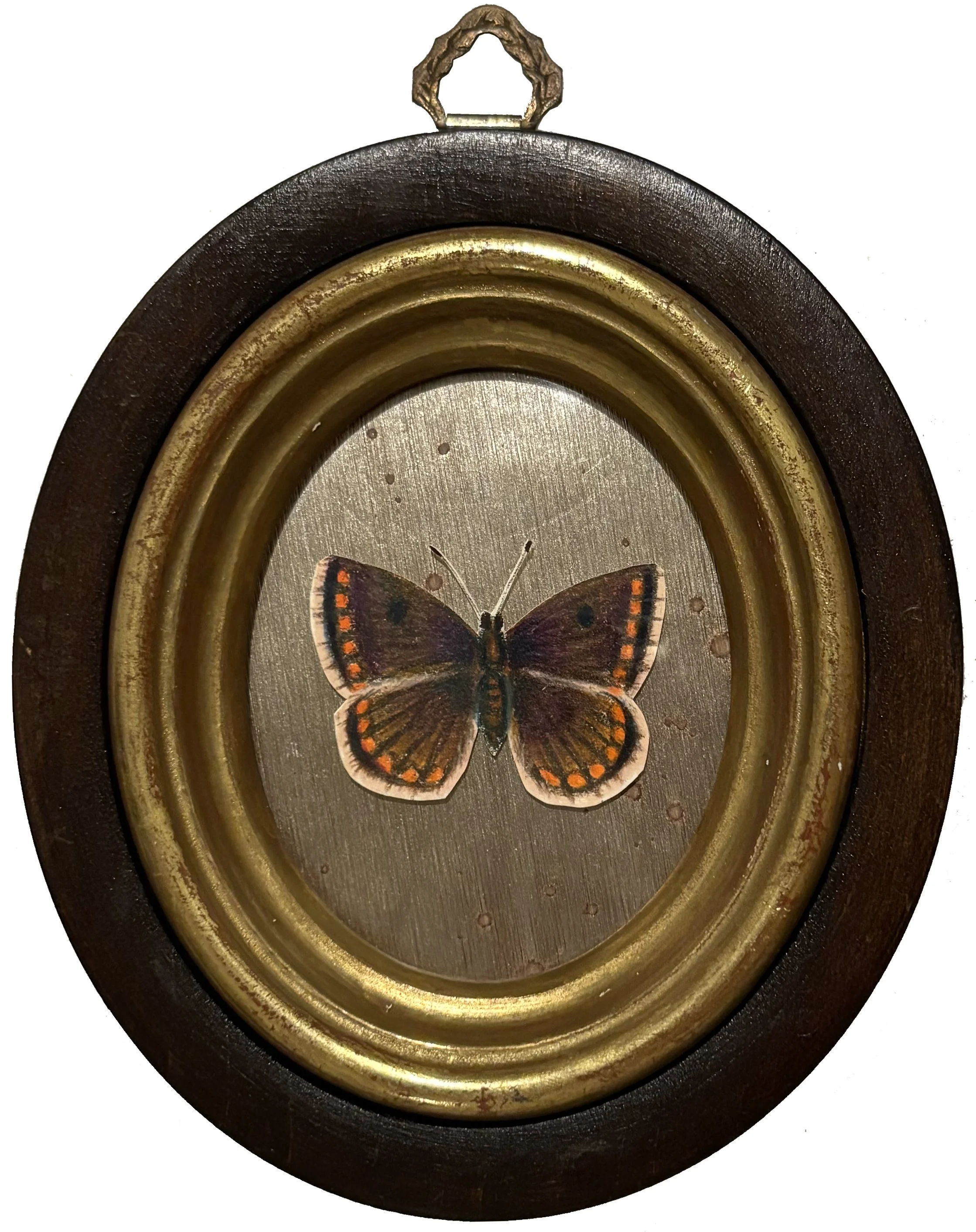 BrownArgus1.jpg