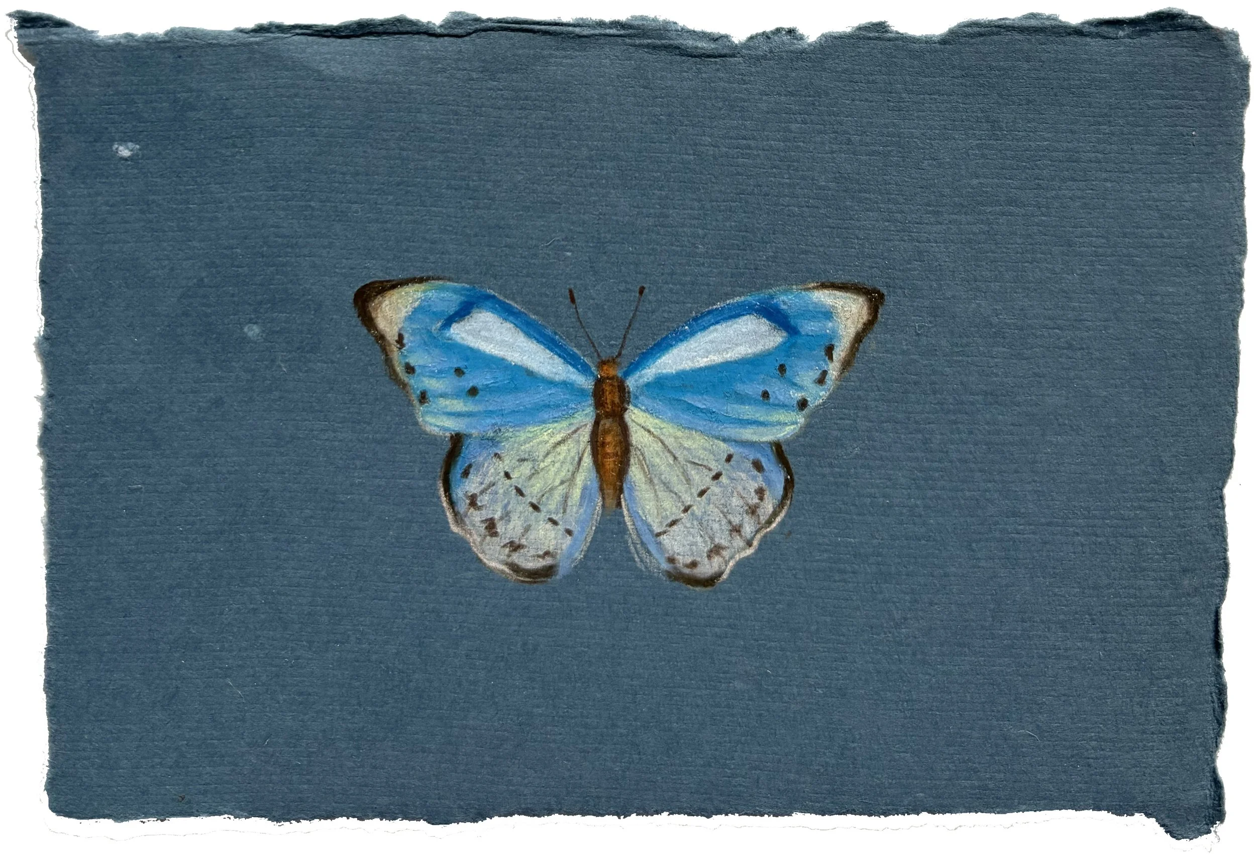 Butterfly Color Study II, 2025