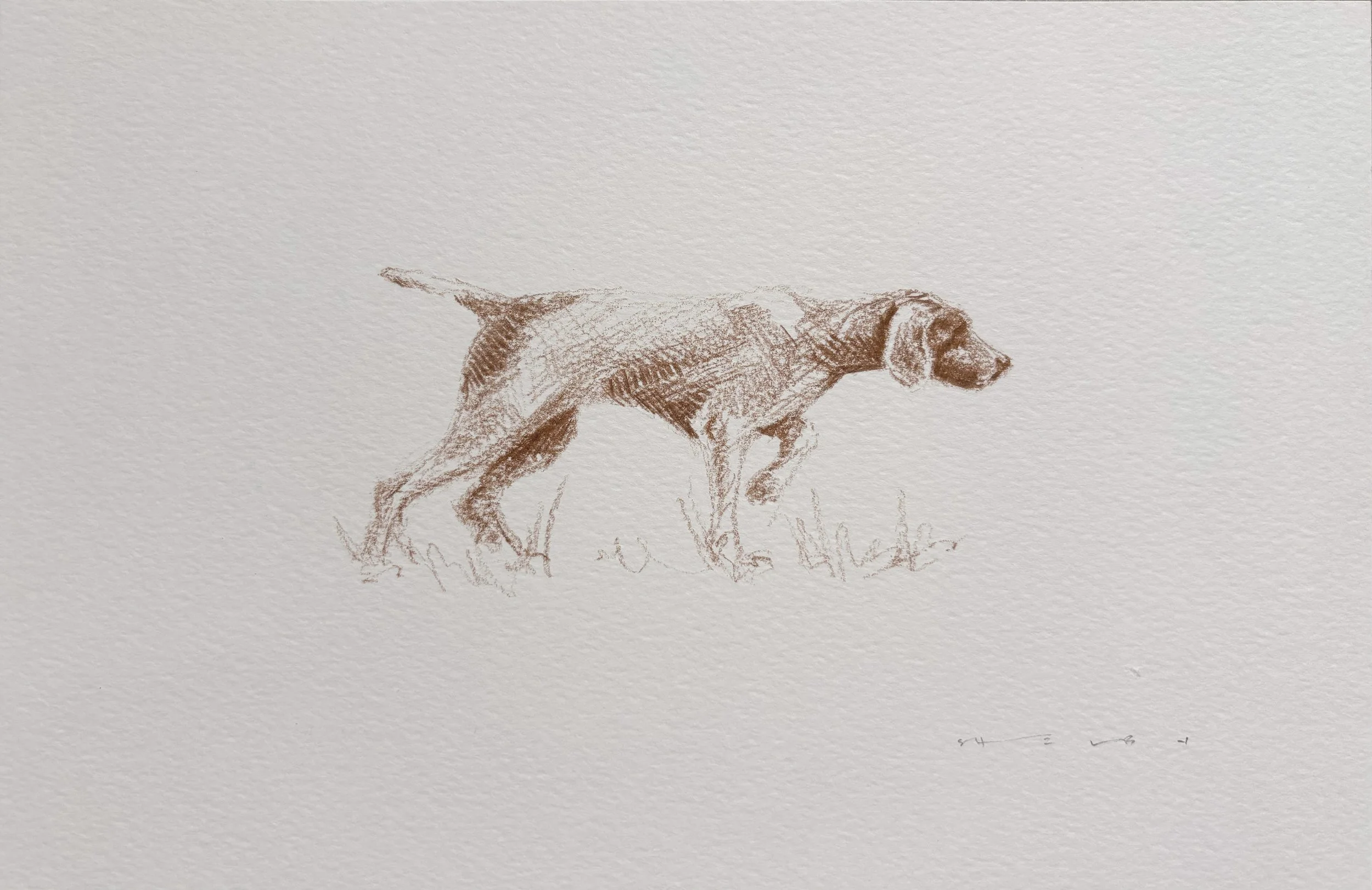 Brown Pointer Study, 2024