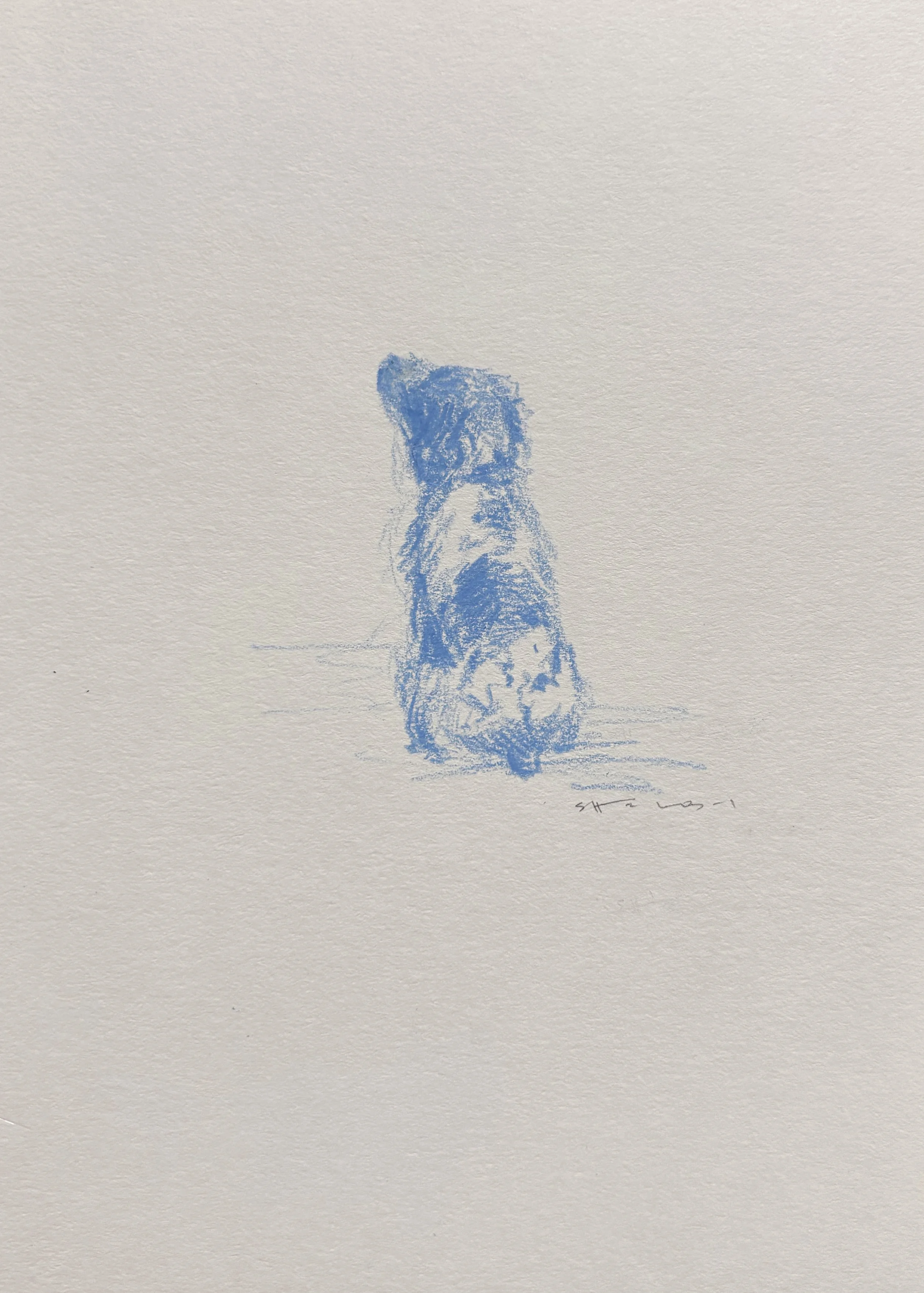 Spaniel Sit, 2024