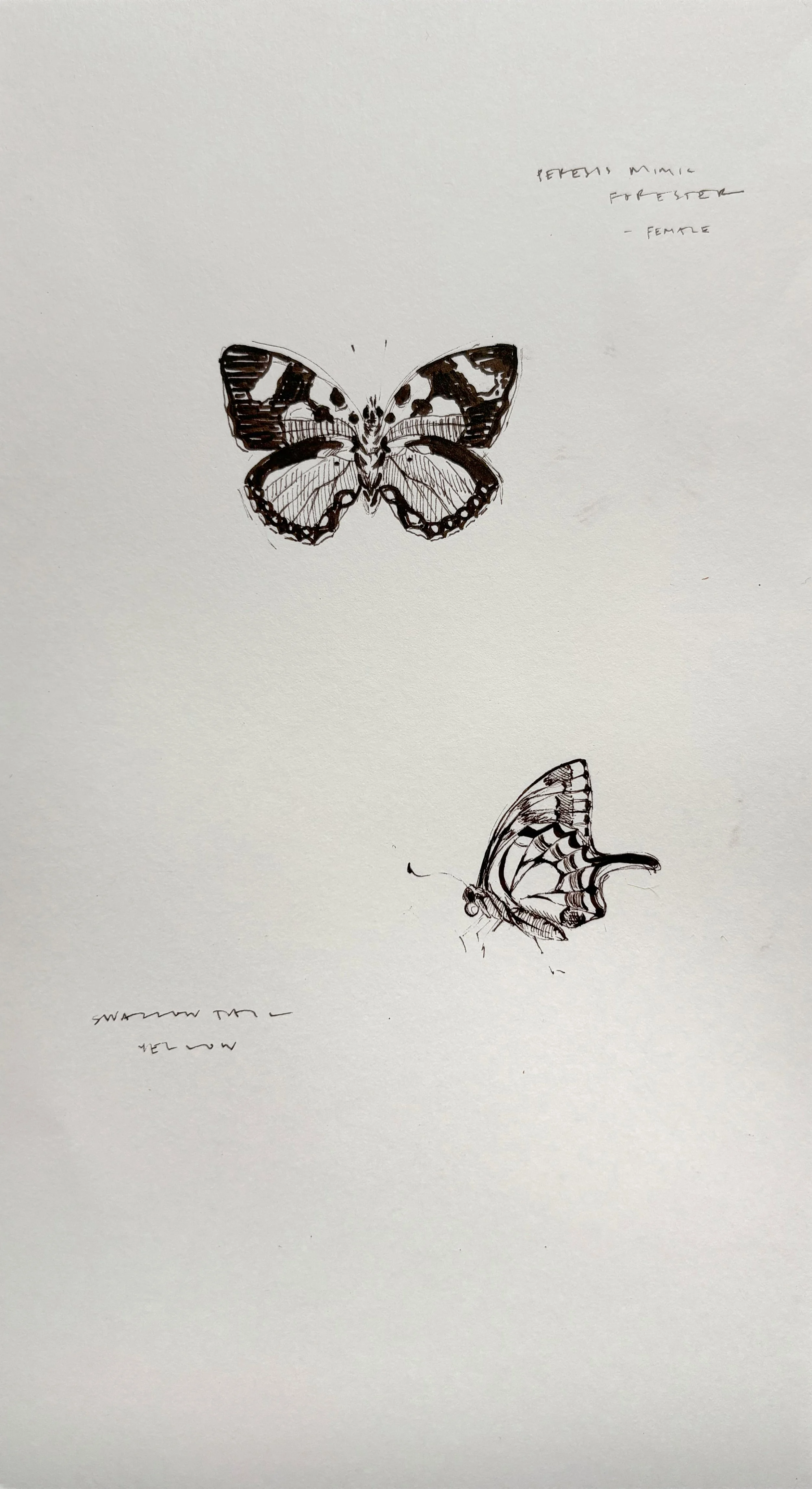 Mimic & Swallowtail Study, 2024