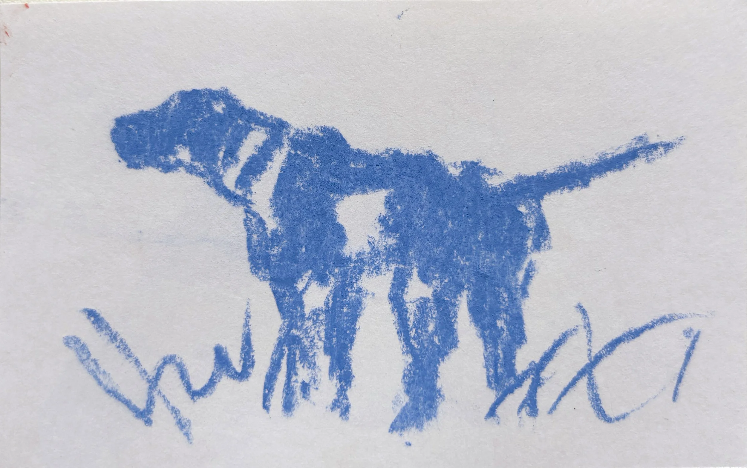 Blue Pointer Study, 2024