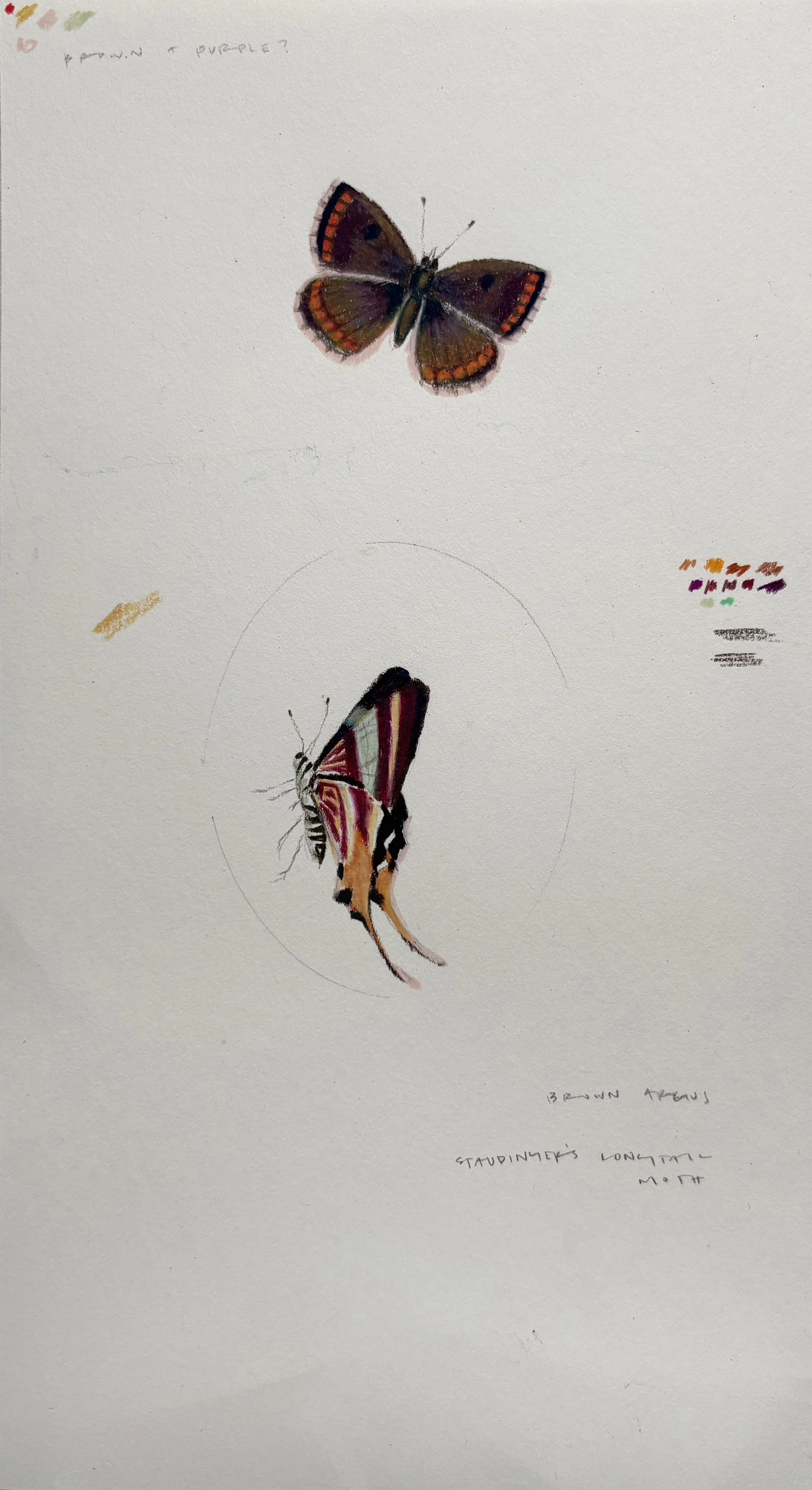 Brown Argus & Moth Color Study, 2024