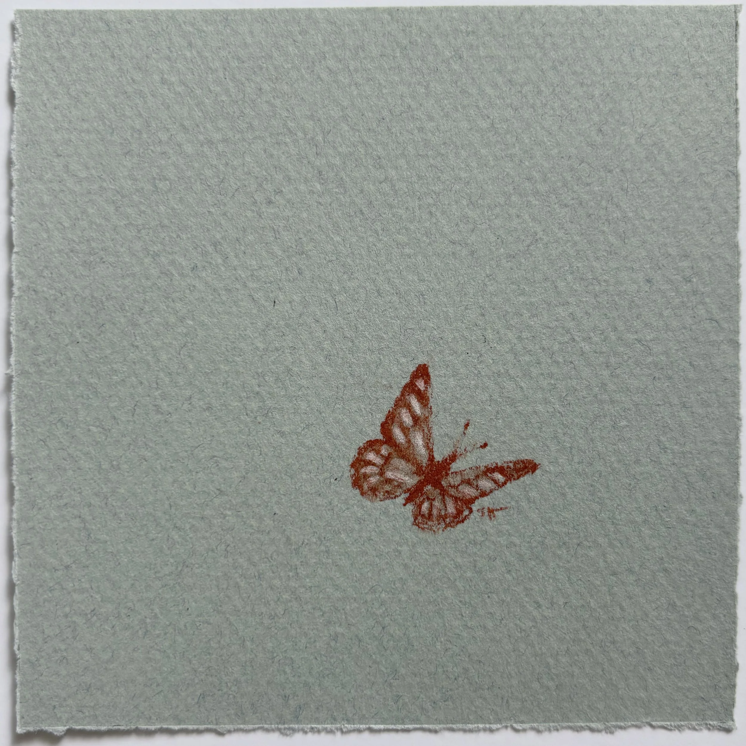 Butterfly Study II, 2025