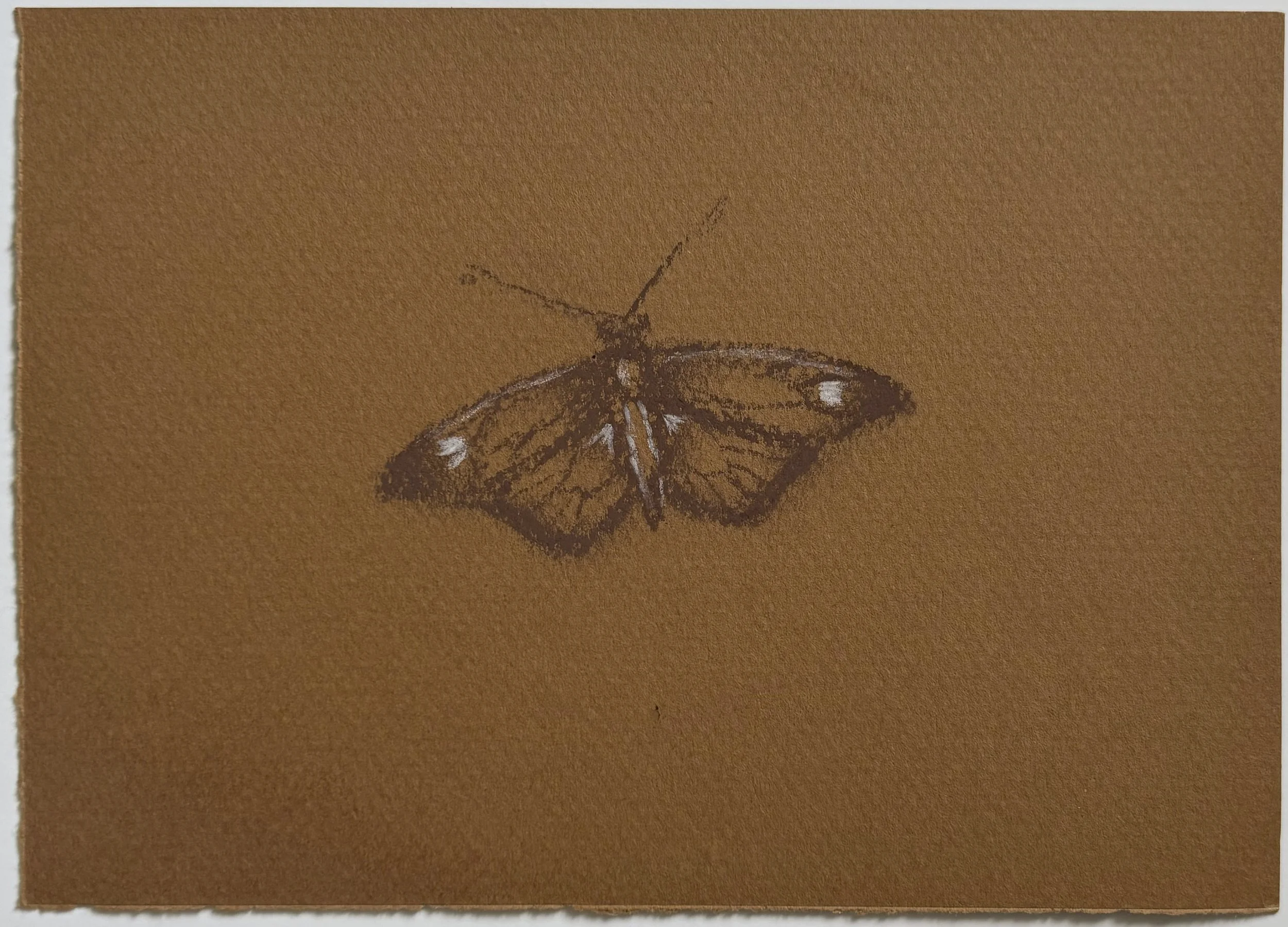Butterfly Study V, 2025