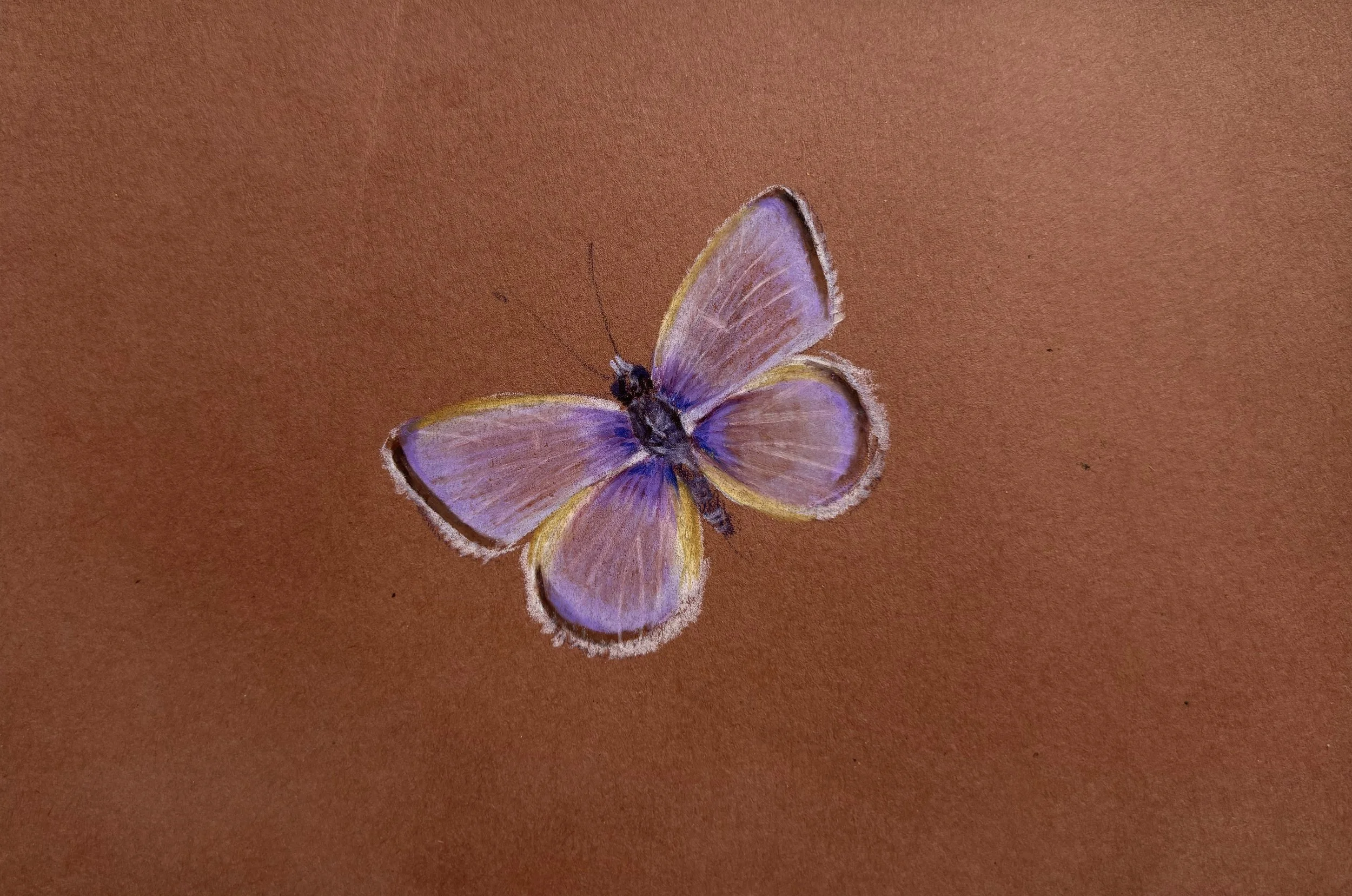 Butterfly Color Study III, 2025