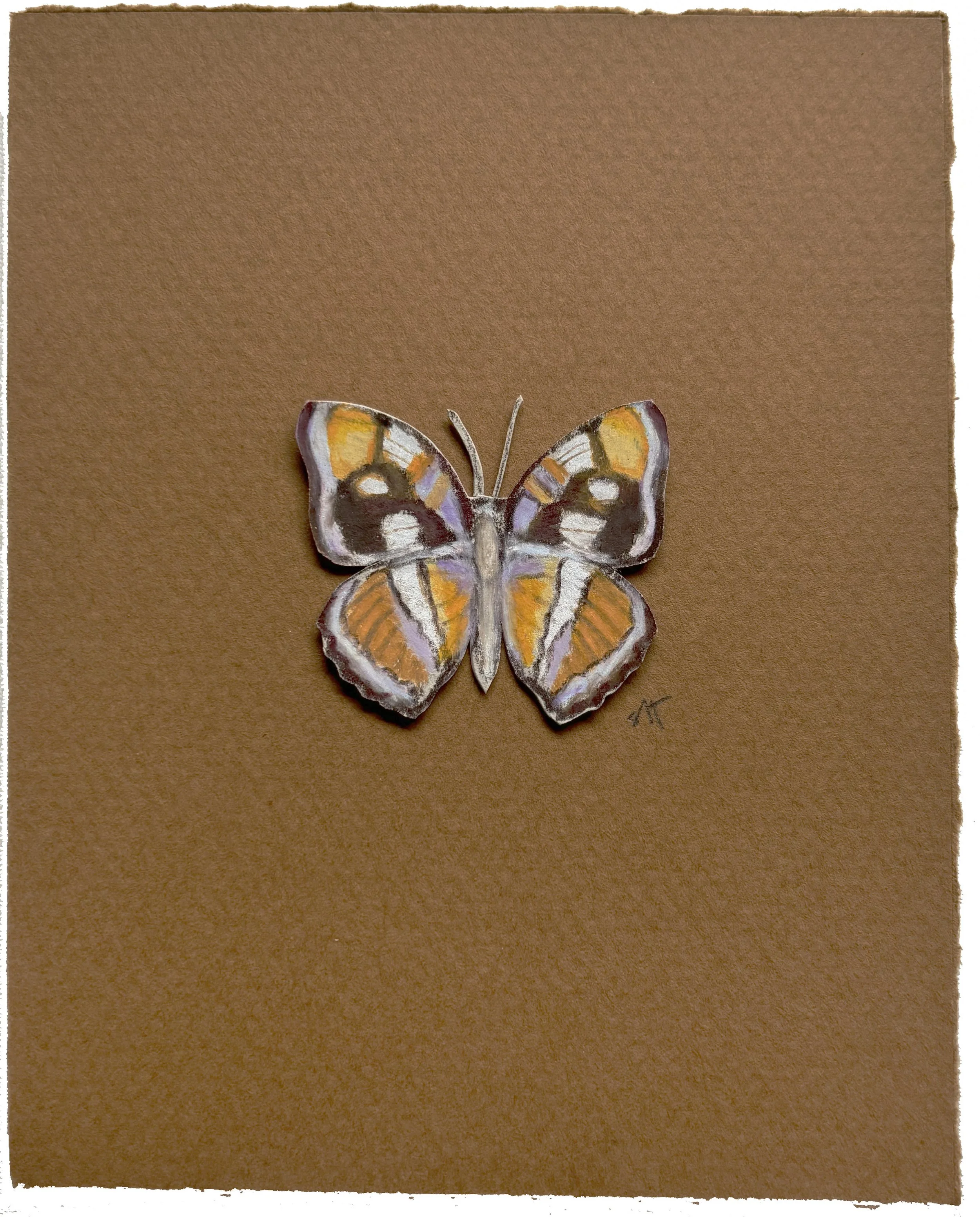 Butterfly Color Study VI, 2025