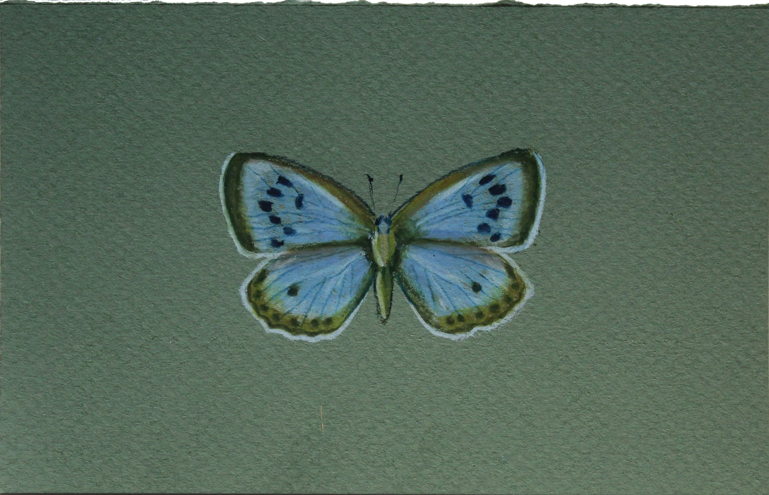 Butterfly Color Study I, 2025